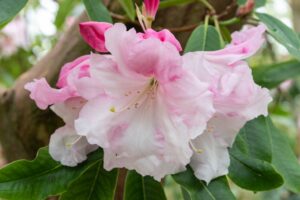A large white rhododendron flowers hanging from a branch