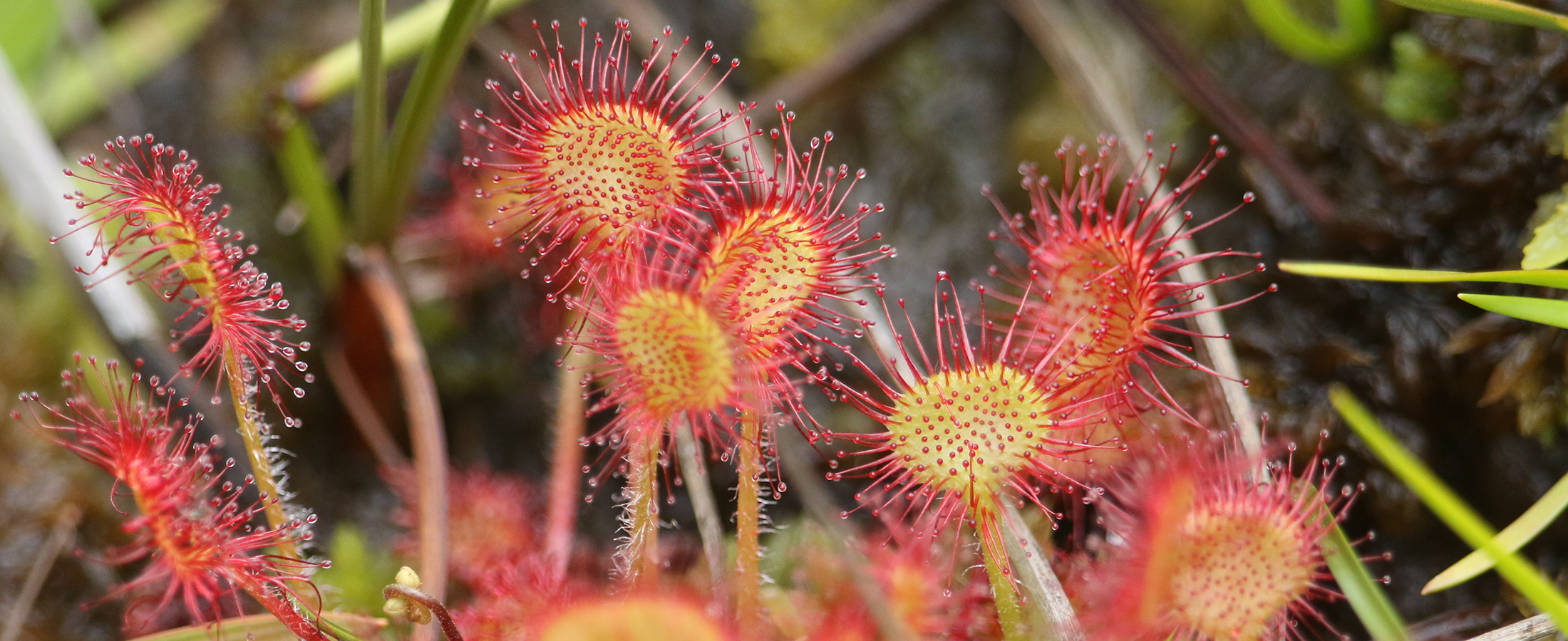 A pretty round leaved Sundew.