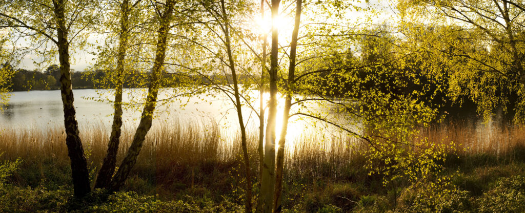 Sun shing through trees at Virginia Water Lake.