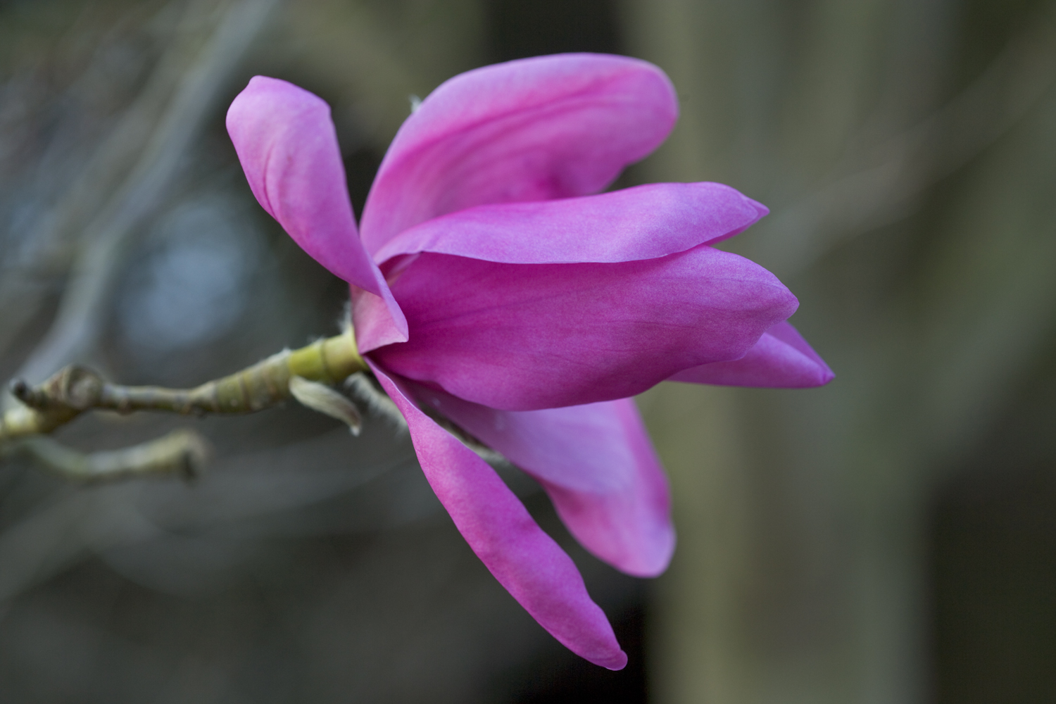 Magnolia sprengeri 'Lanhydrock'.