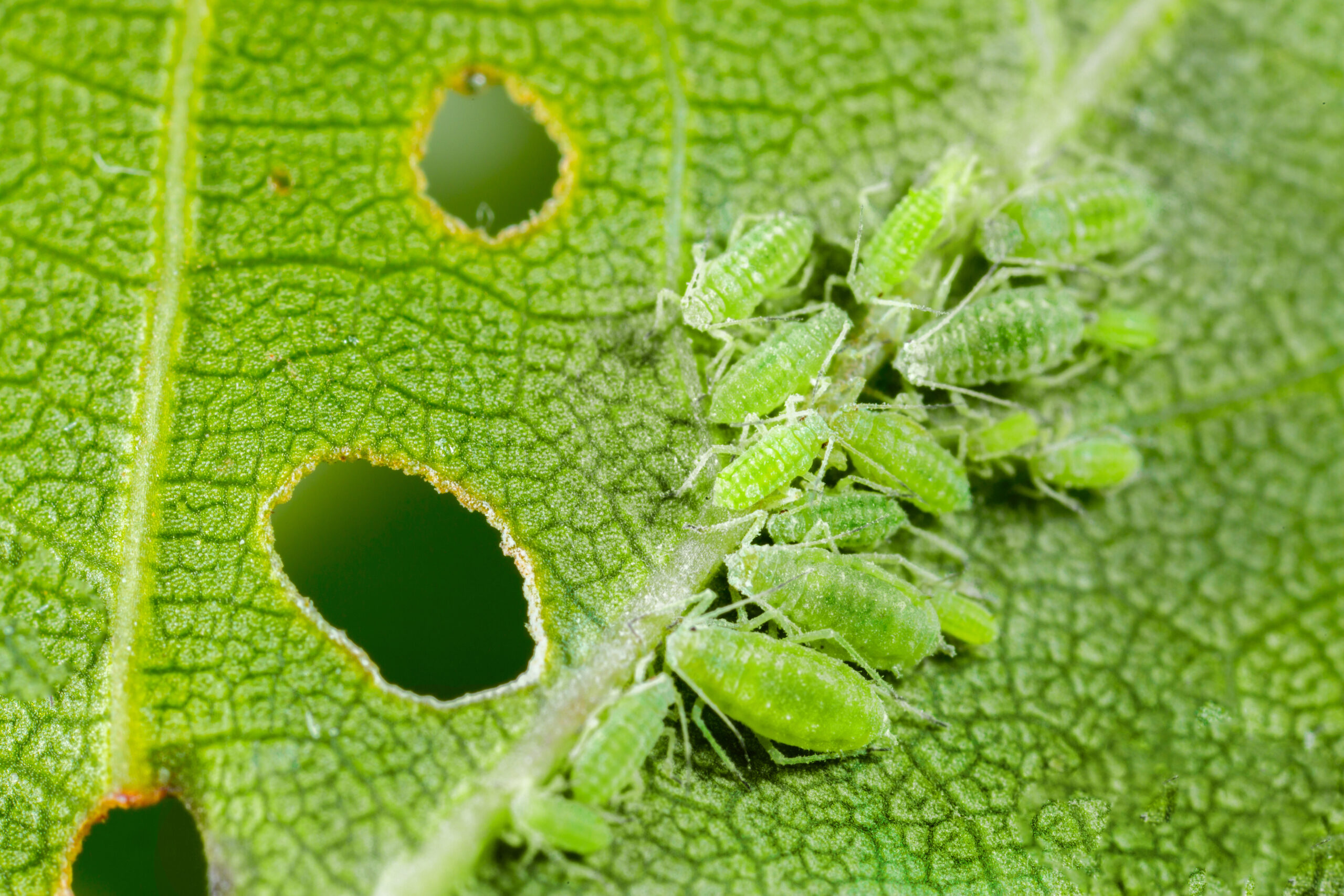 Aphids greenfly
