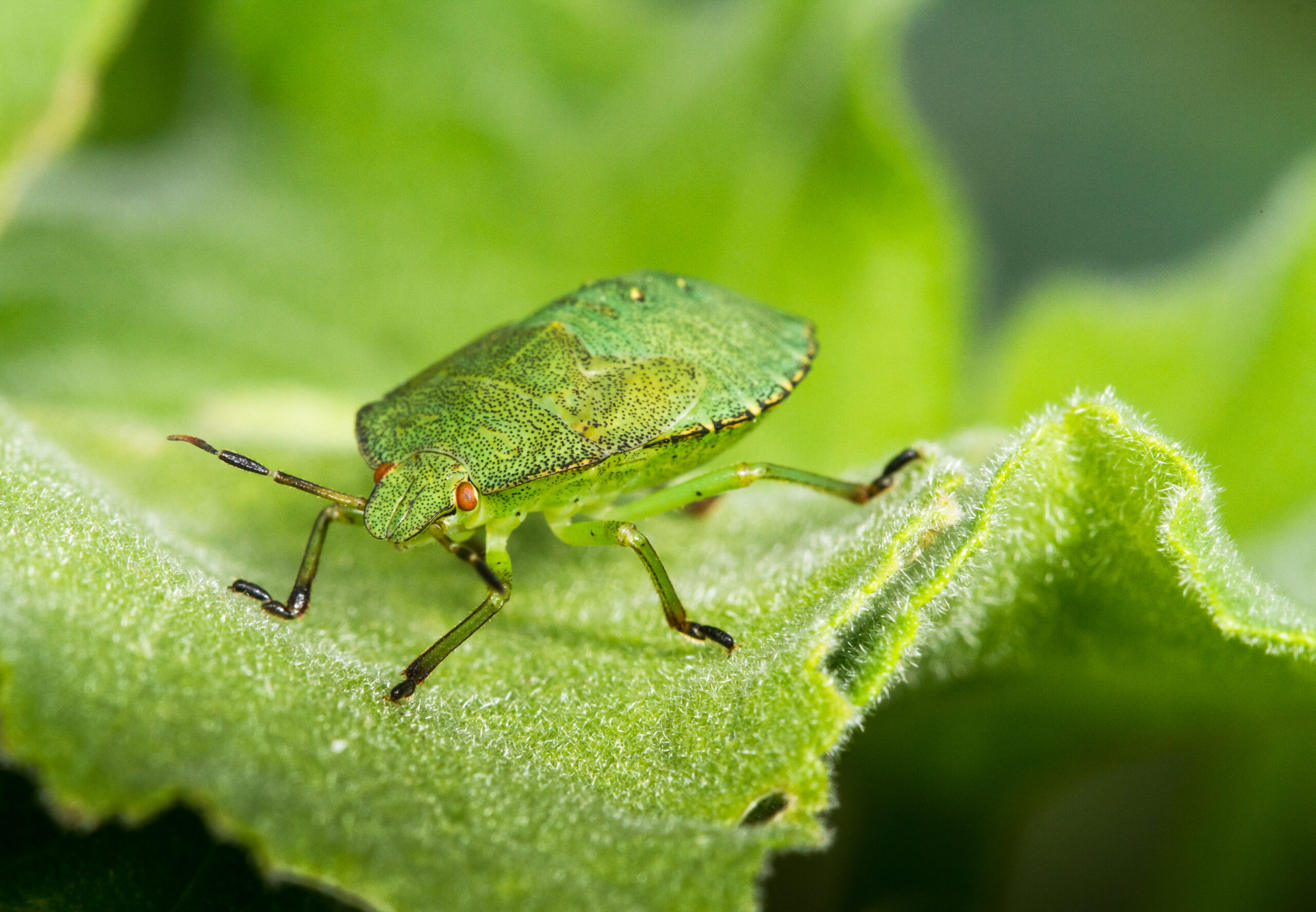 Green shield bug.