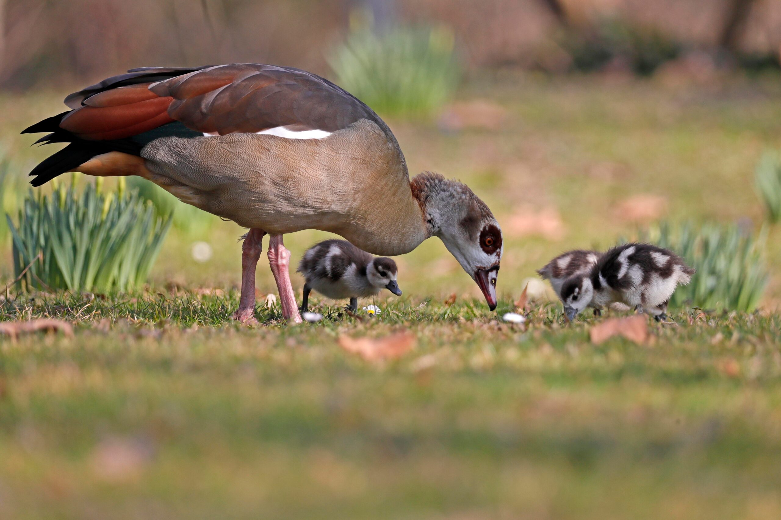 Egyptian geese.