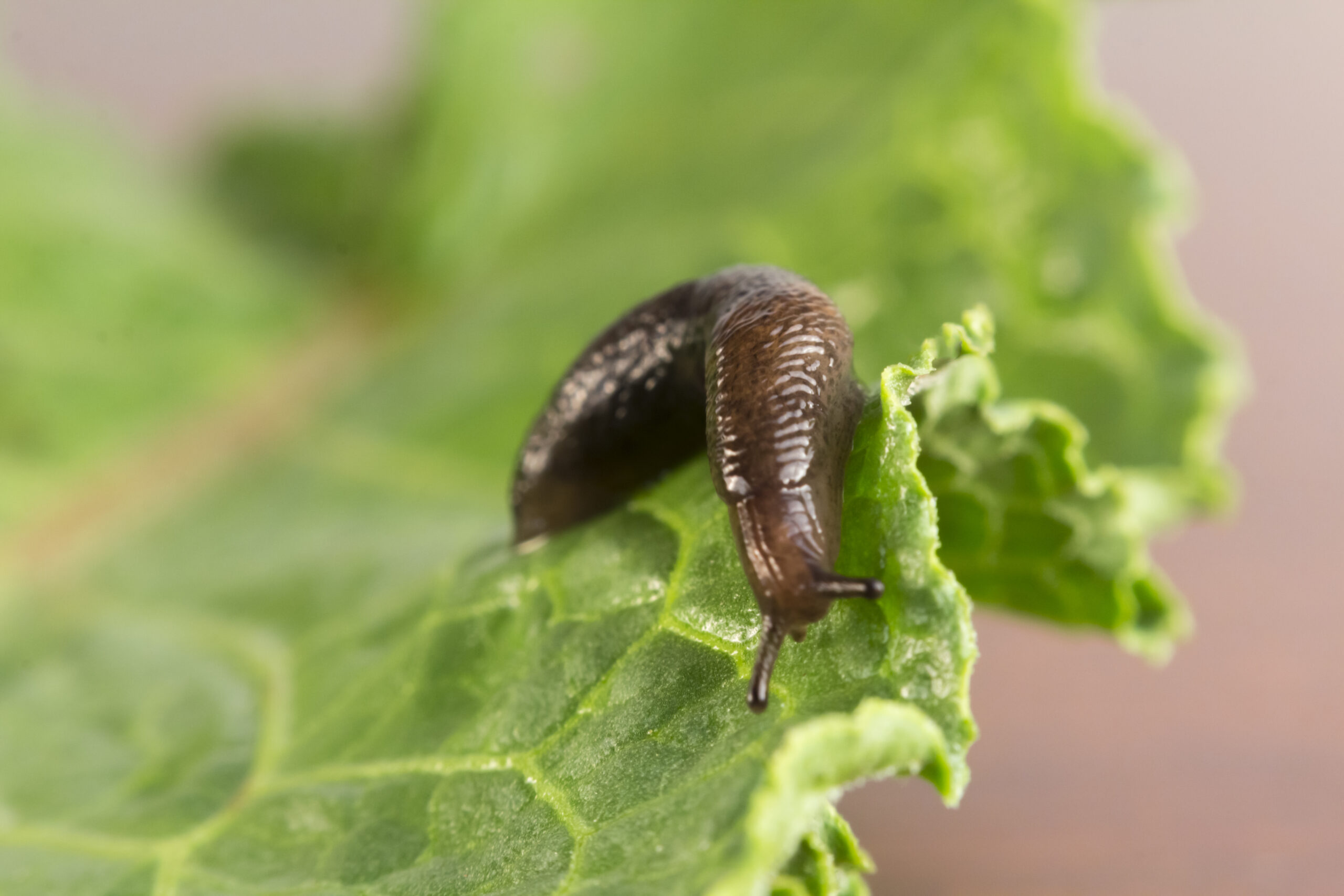 Garden slug.