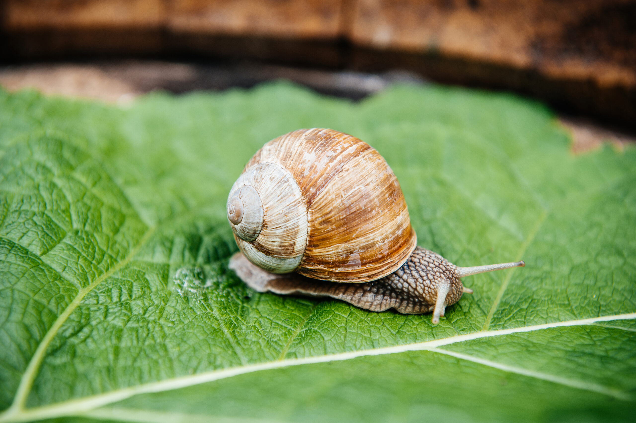 Garden snail.