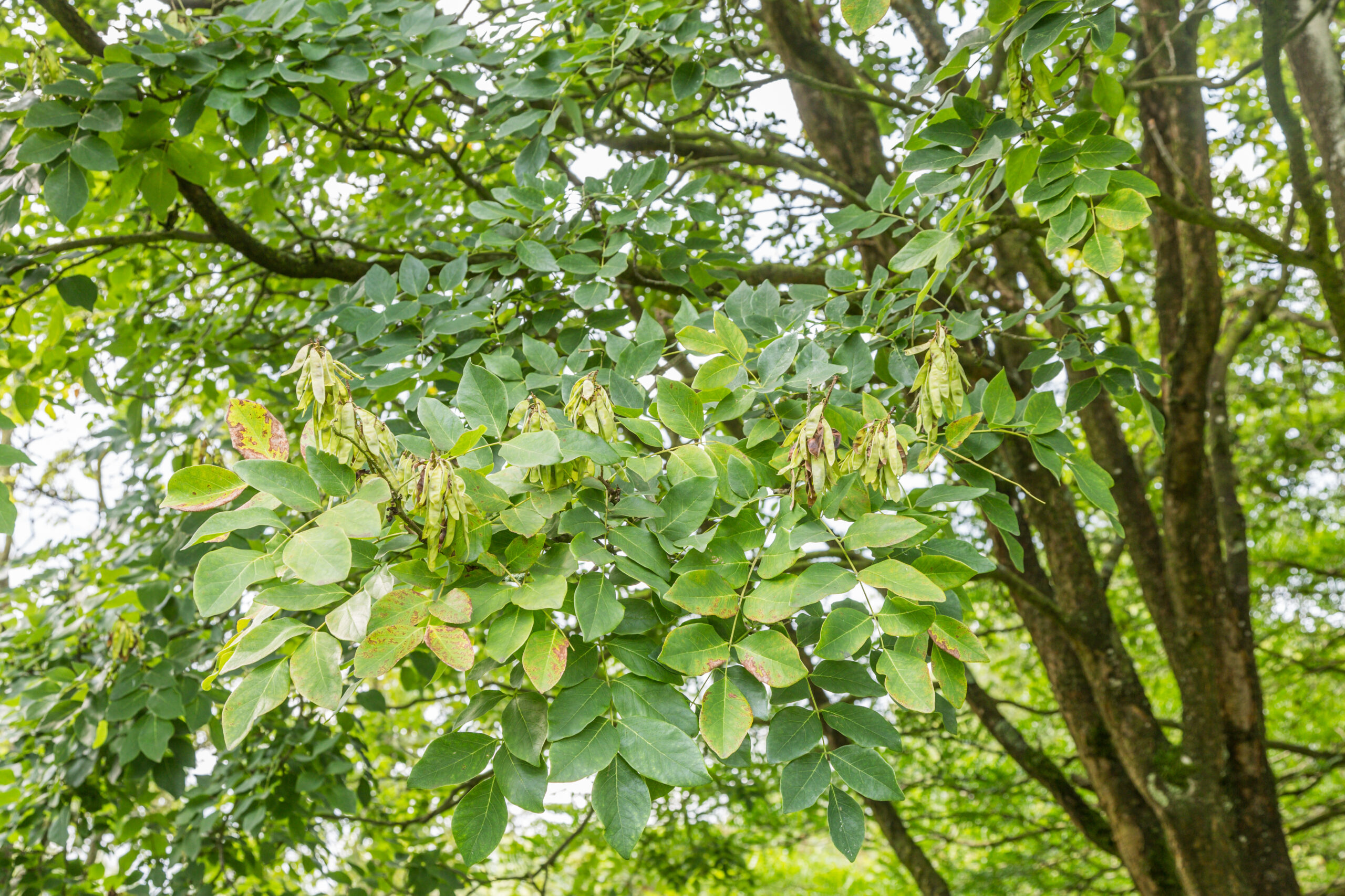 Leaves of the Amur Maackia.