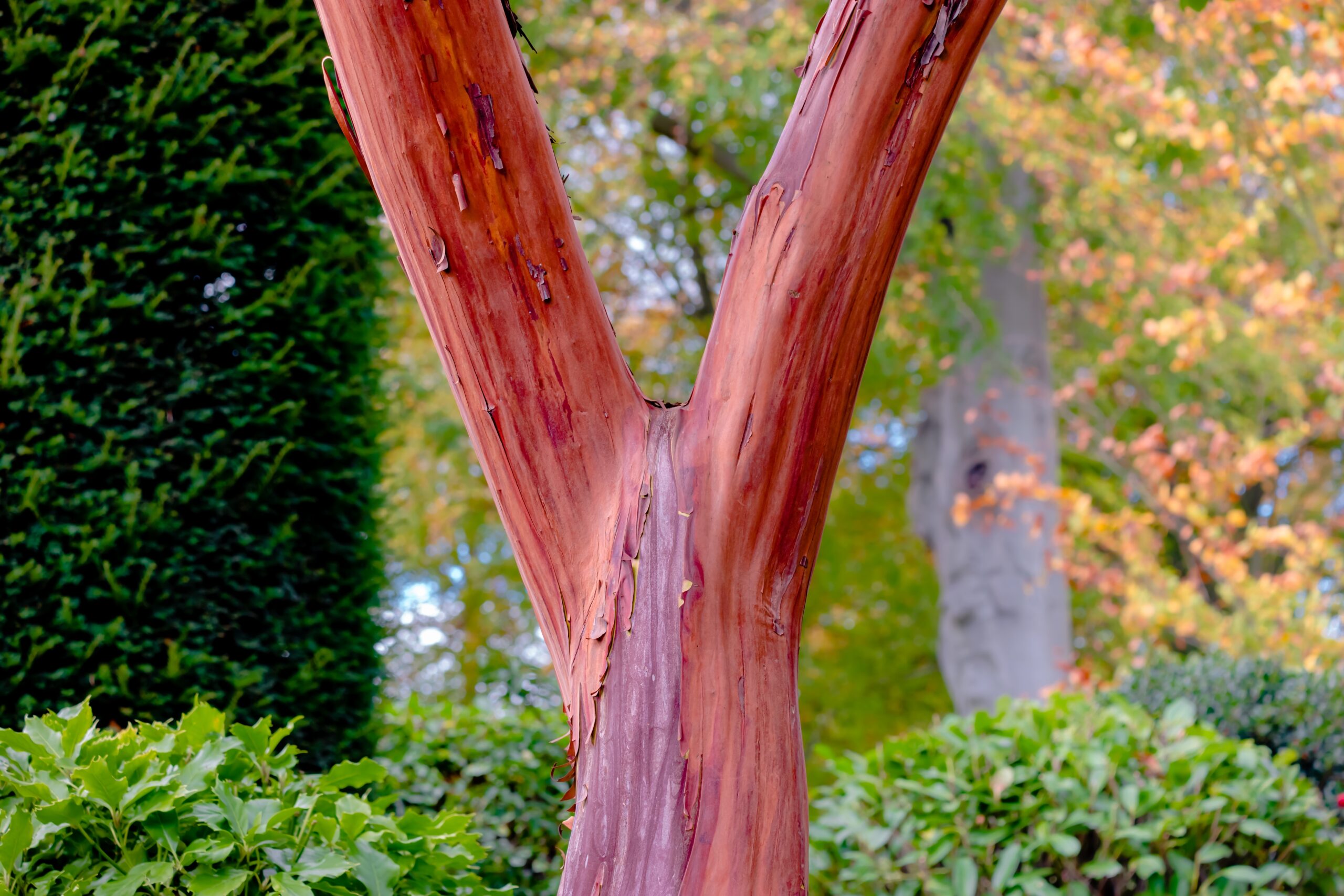 The pink bark of the strawberry tree.