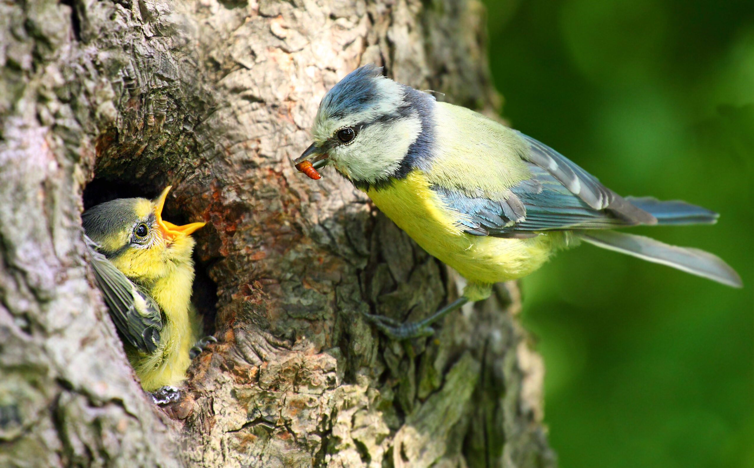 A blue tit feeding young in a nest.