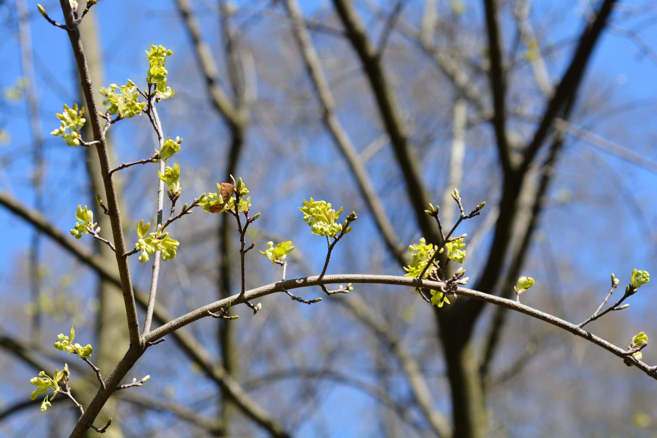 Buds of flowers and leaves growing on bare branches.