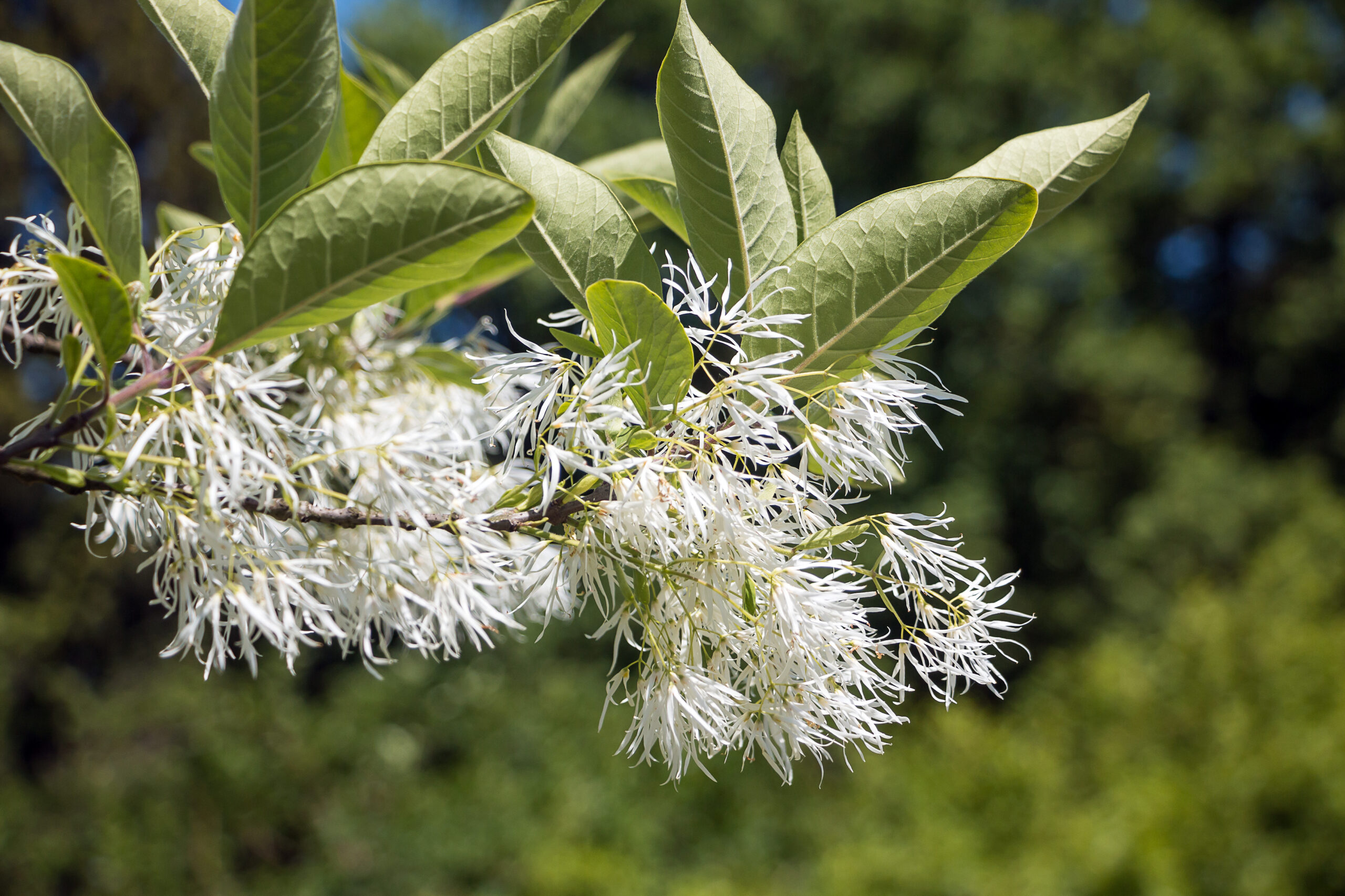 The white flowers of the fringetree.