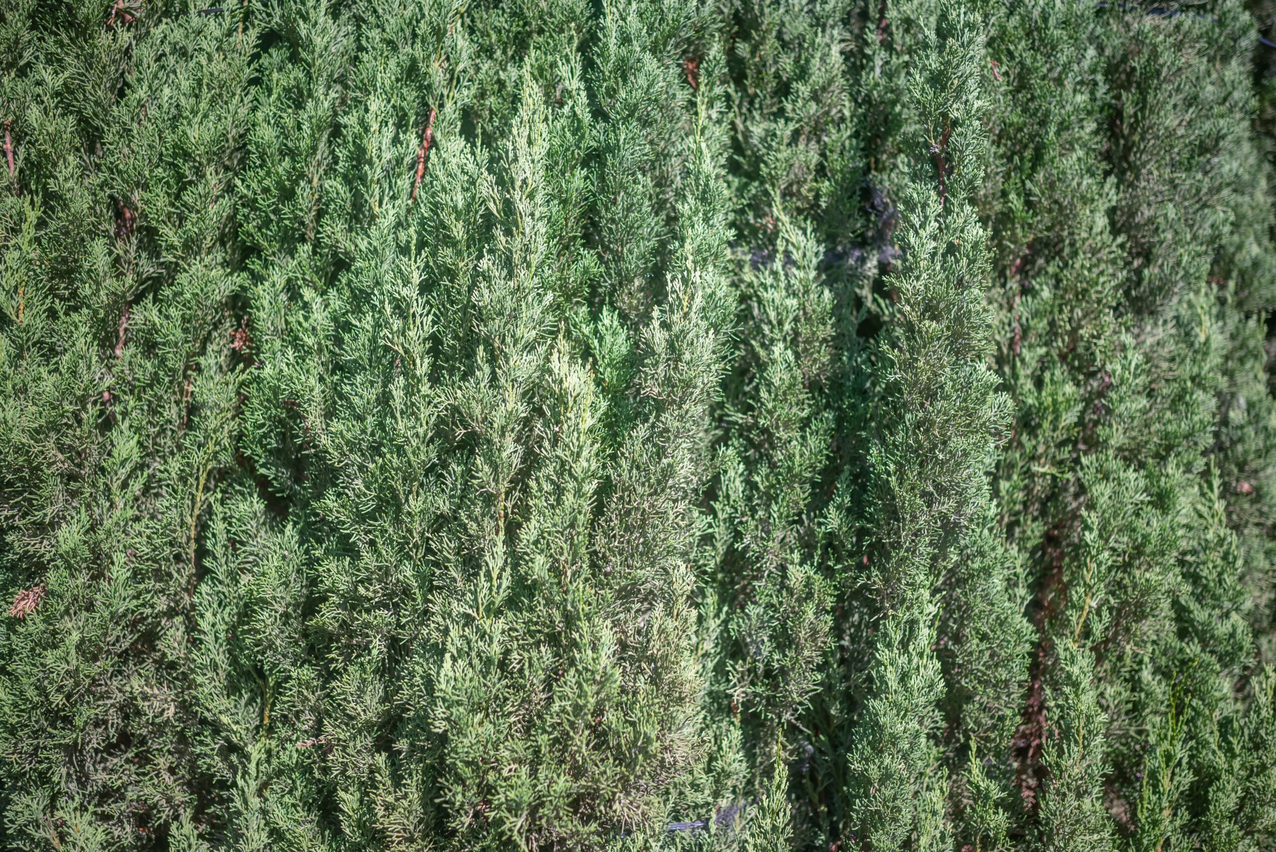 A close up of the leaves of the juniperus chinensis.