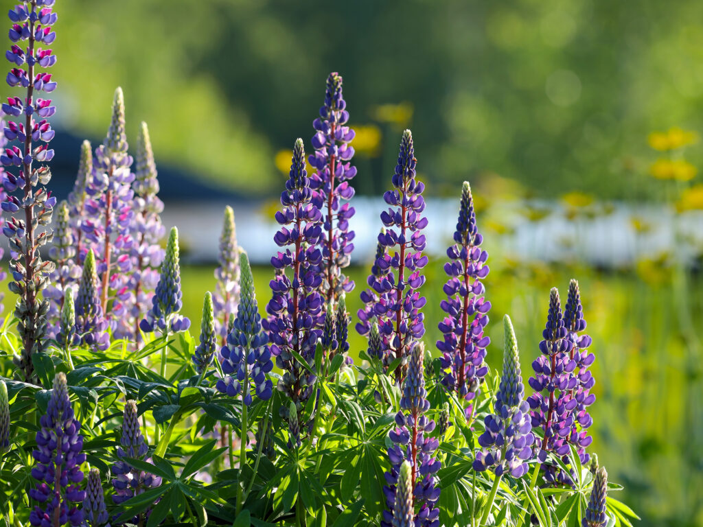 Spires of blue flowers growing above a shrub of green leaves.