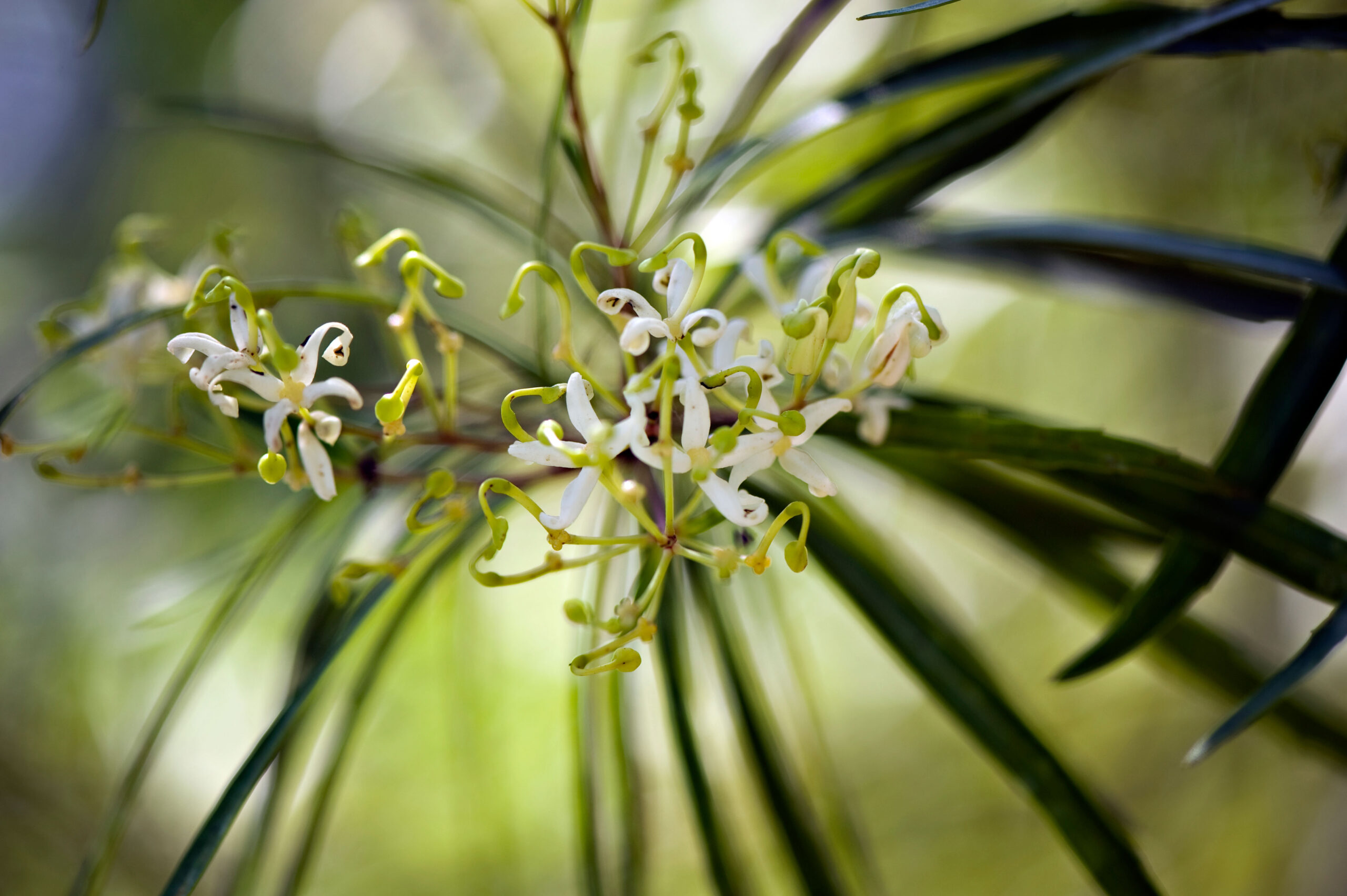 White spider-like flowers of the river lomatia.