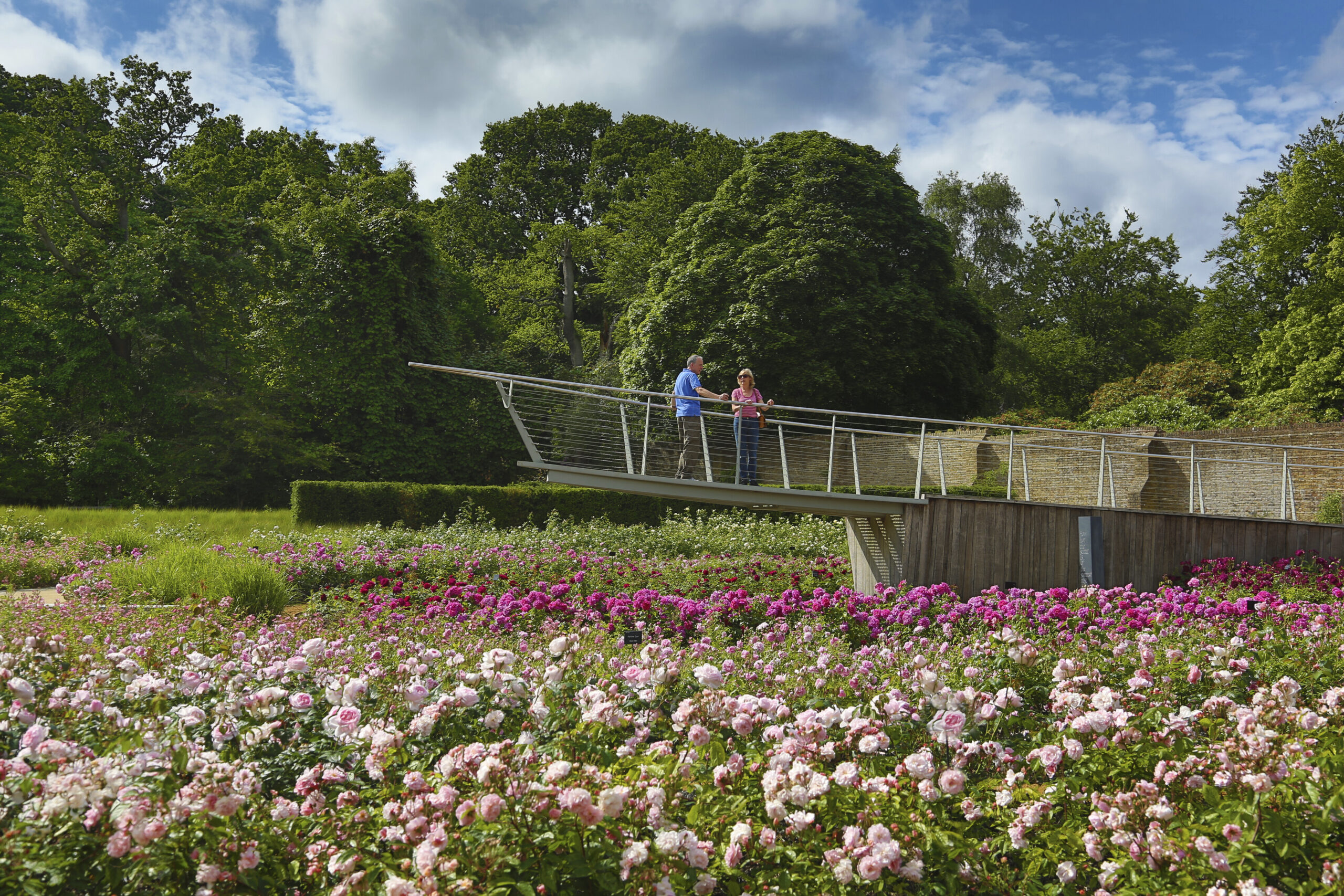 Two people stand on a wooden walkway above roses.