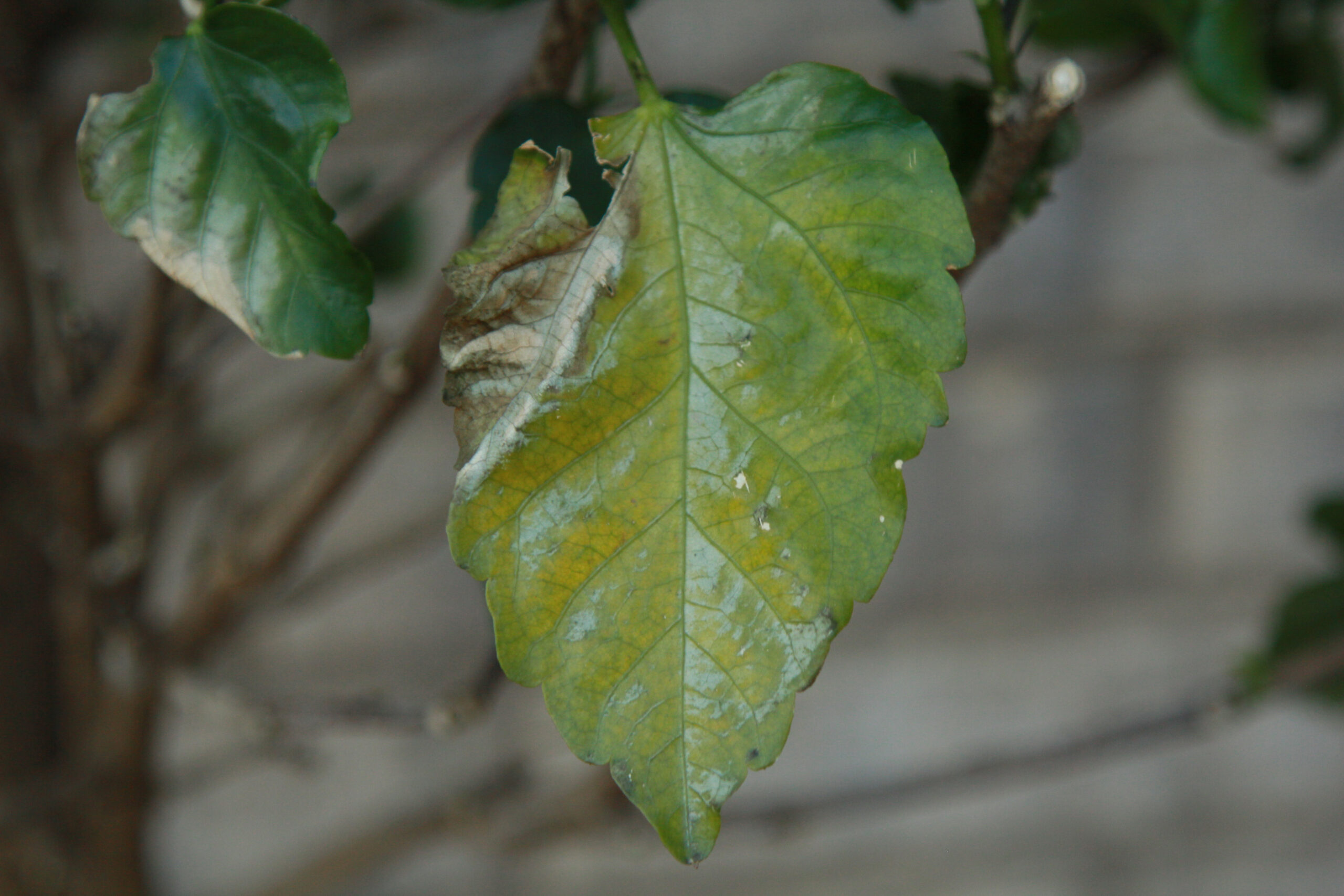 A close up of leaf scald caused by high temperatures.