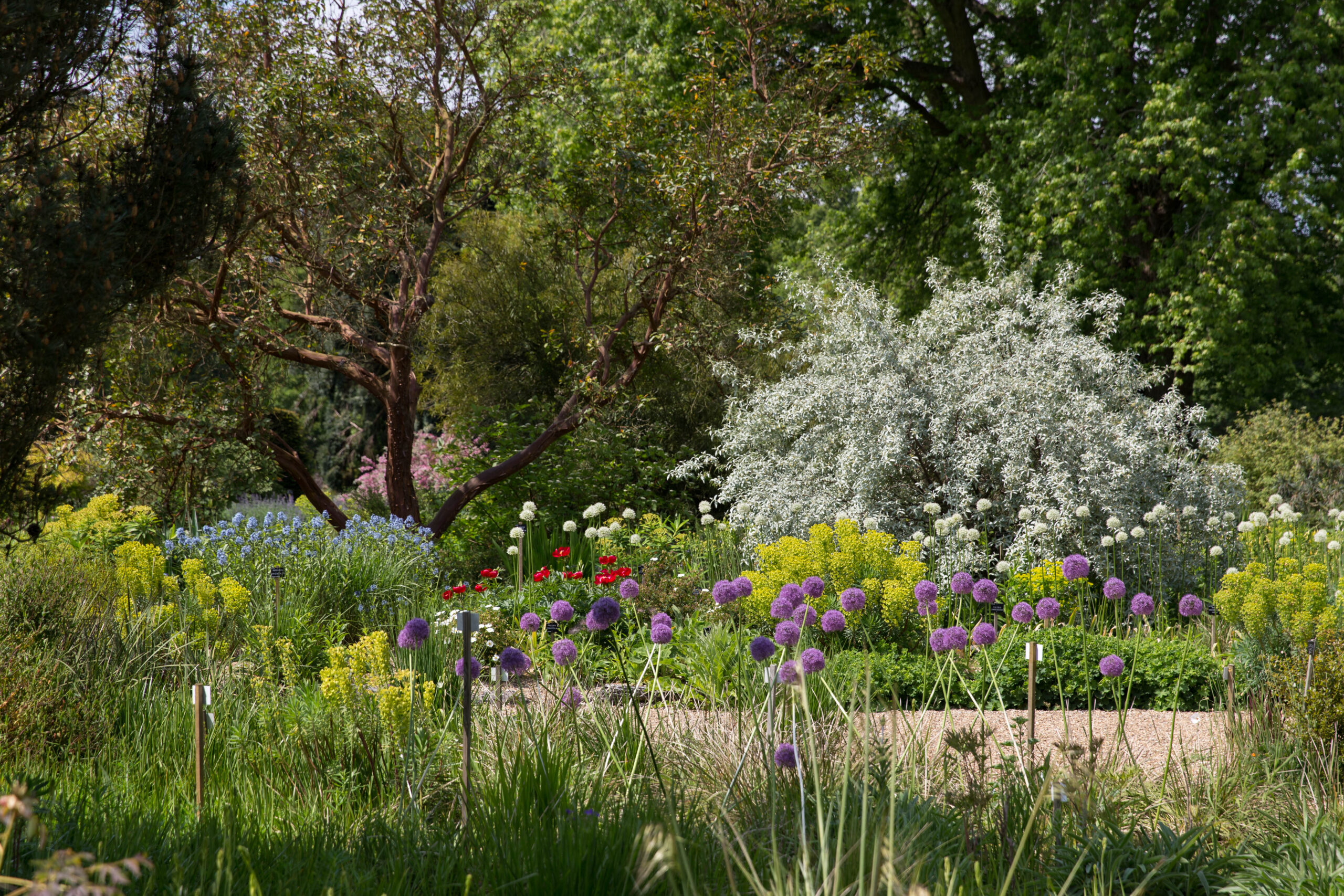 Grass growing in front of a footpath, with colourful shrubs and tall trees in the background.