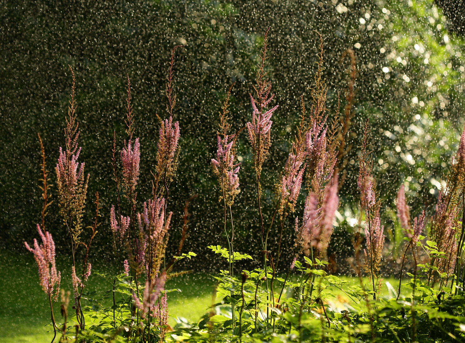 Summer rain in the Hidden Garden of The Savill Garden.
