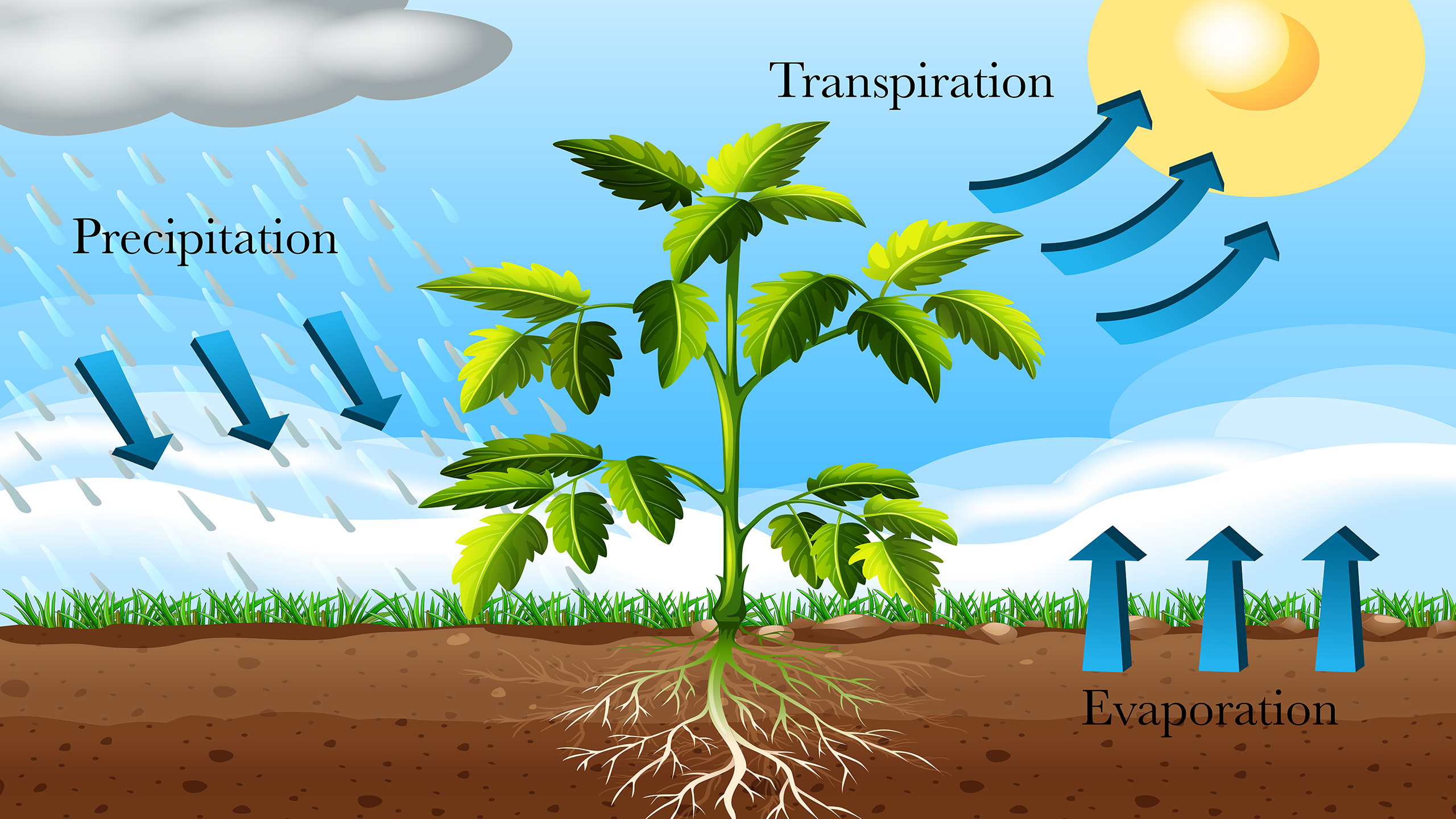 A diagram of transpiration.