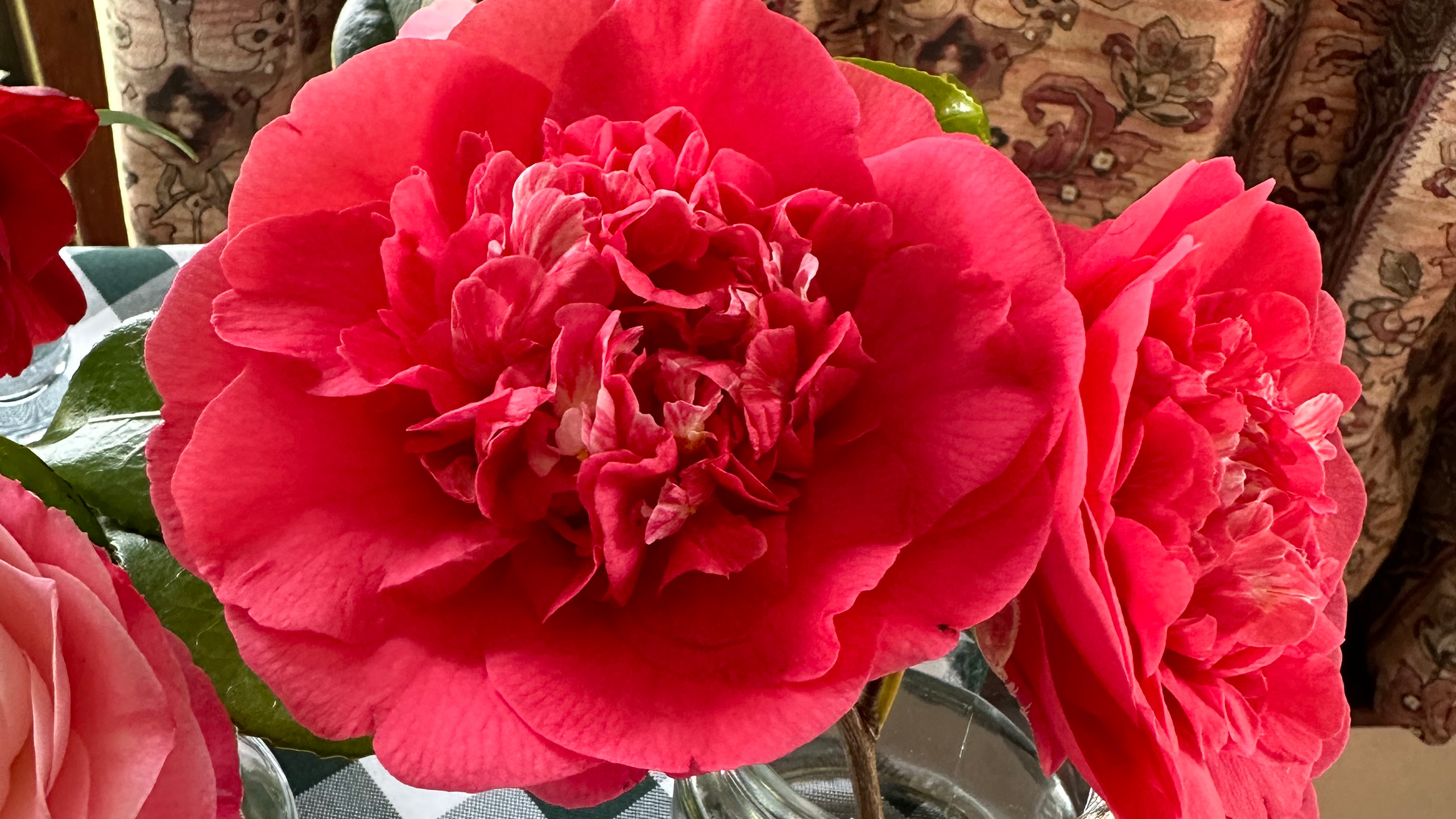 A red camellia flower in a jar.