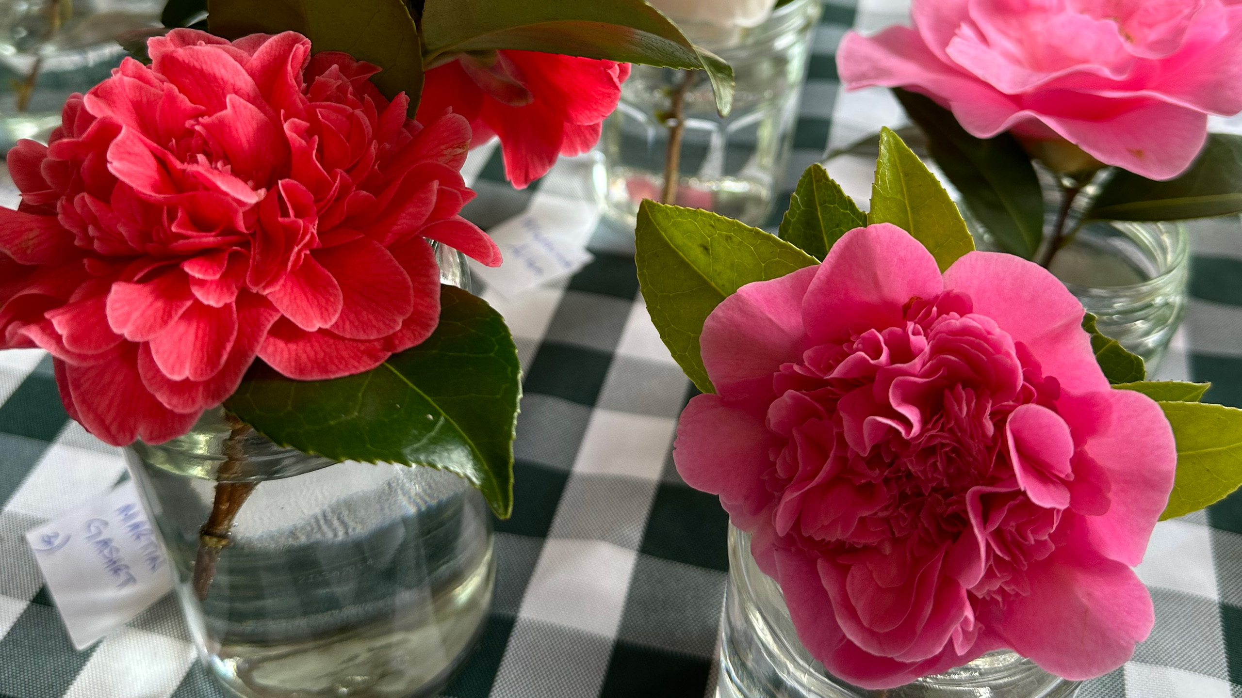 Red and pink camellia flowers displayed in jars.