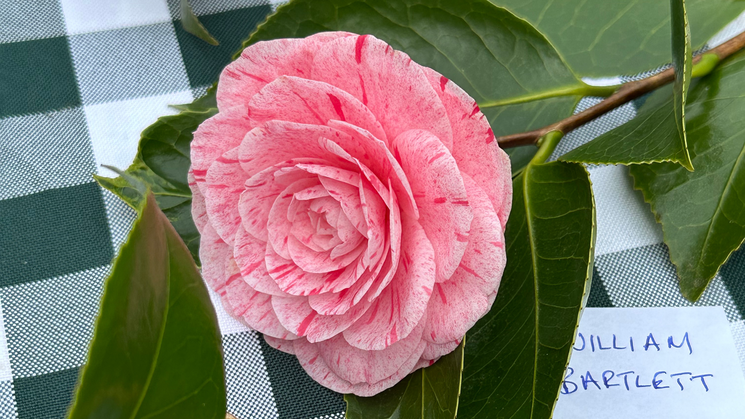 A close up of a large pink magnolia flower.