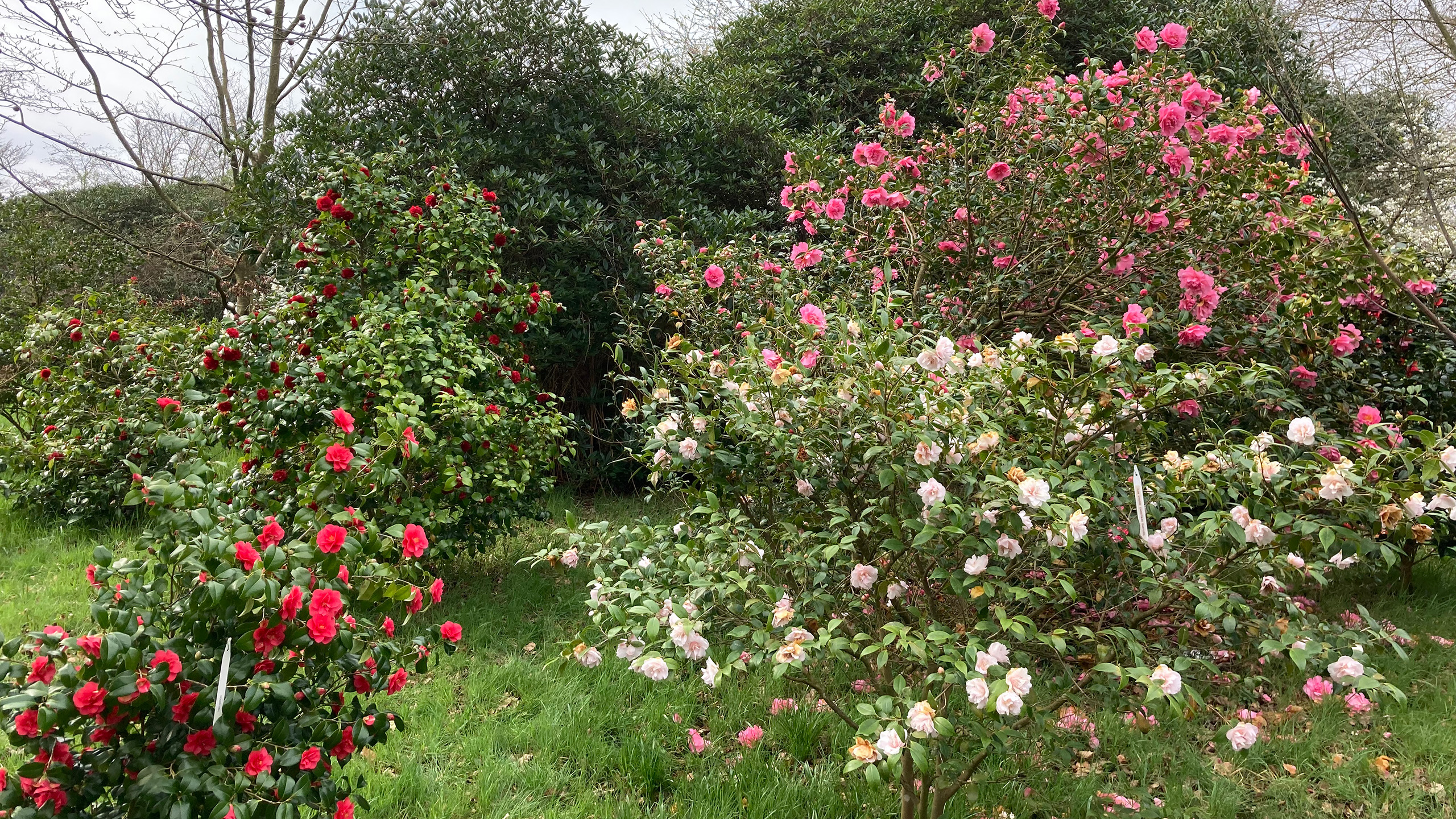 A variety of pink, white and red camellia shrubs.