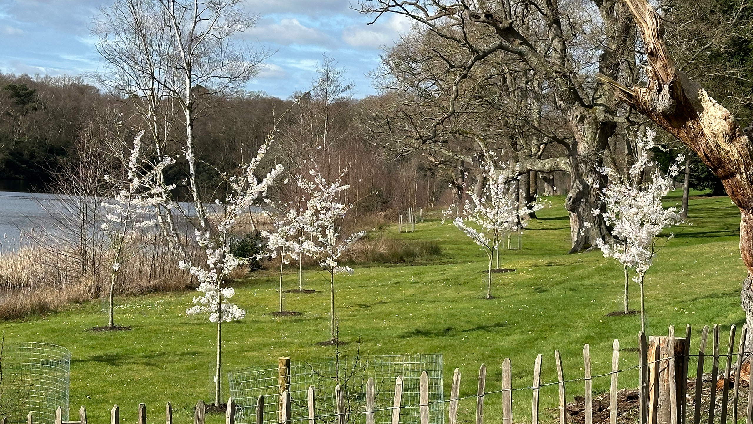 Cherry trees with blossom on a bank of grass with water behind.