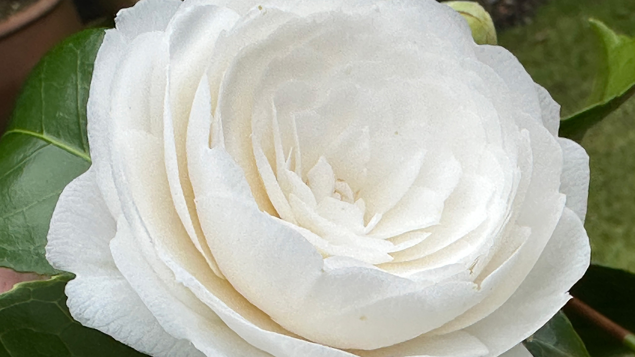 A close up of a large pink magnolia flower.