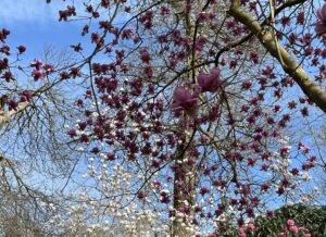 A canopy of magnolia blowers beneath a blue sky.