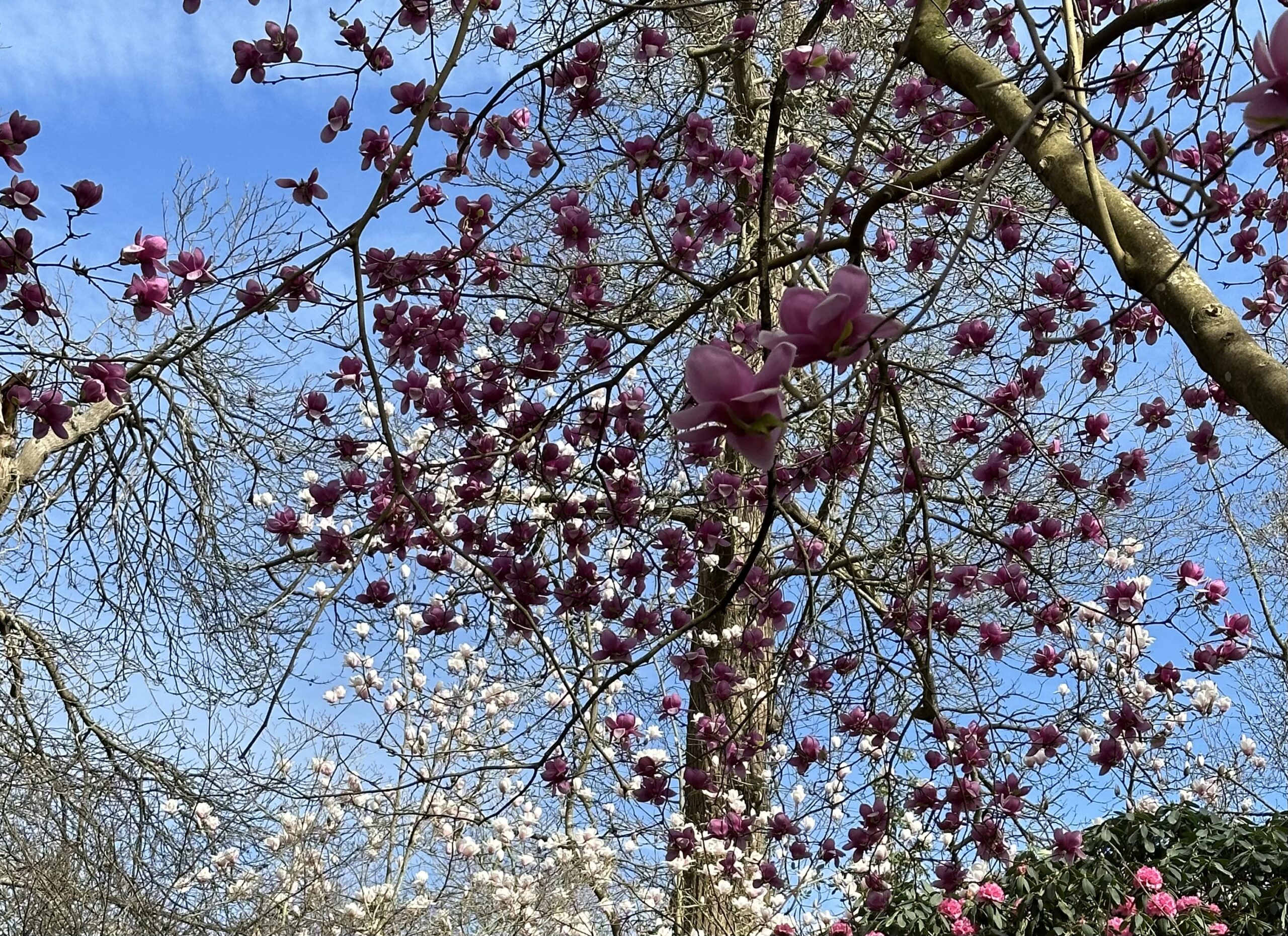 A canopy of magnolia blowers beneath a blue sky.