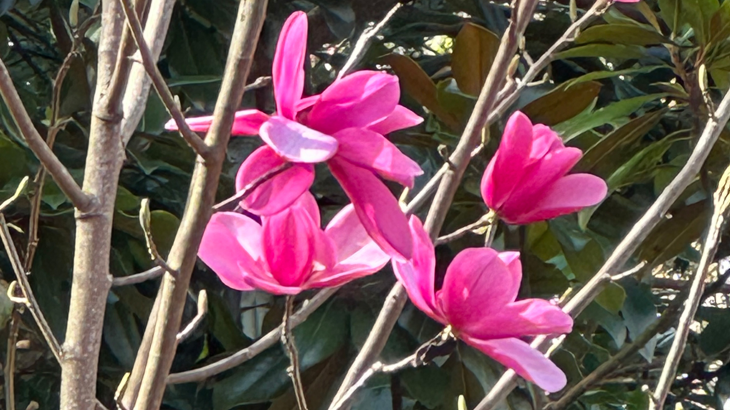 A close up of a large pink magnolia flower.