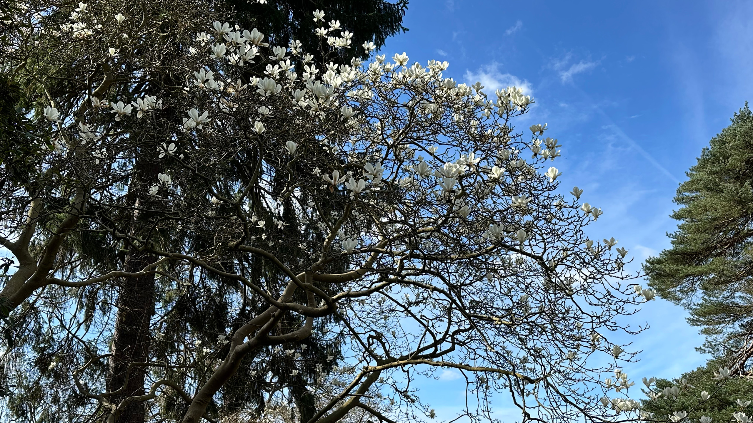 A canopy of pink magnolia flowers beneath a blue sky.