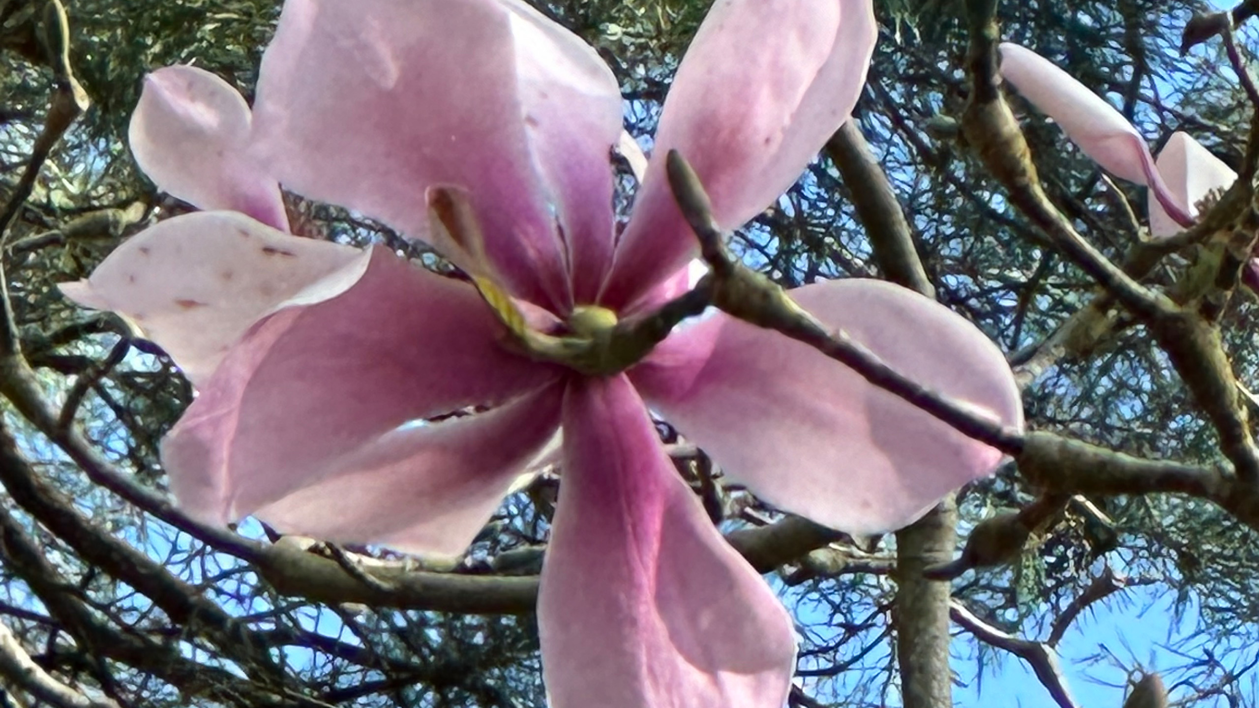 A close up of a large pink magnolia flower.
