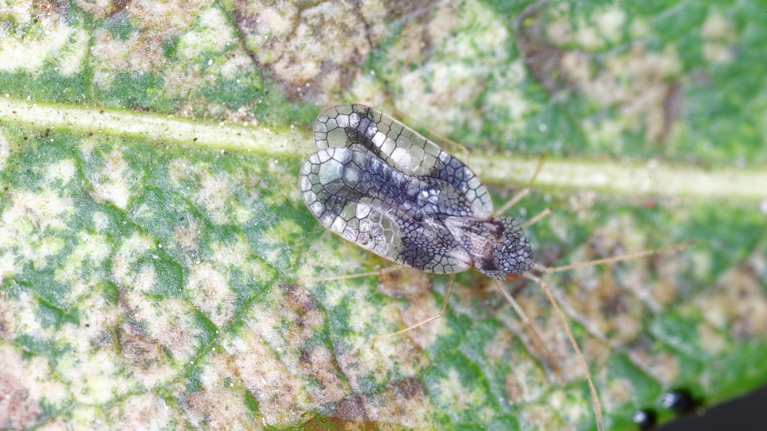 A close up of an insect with wings on a leaf.