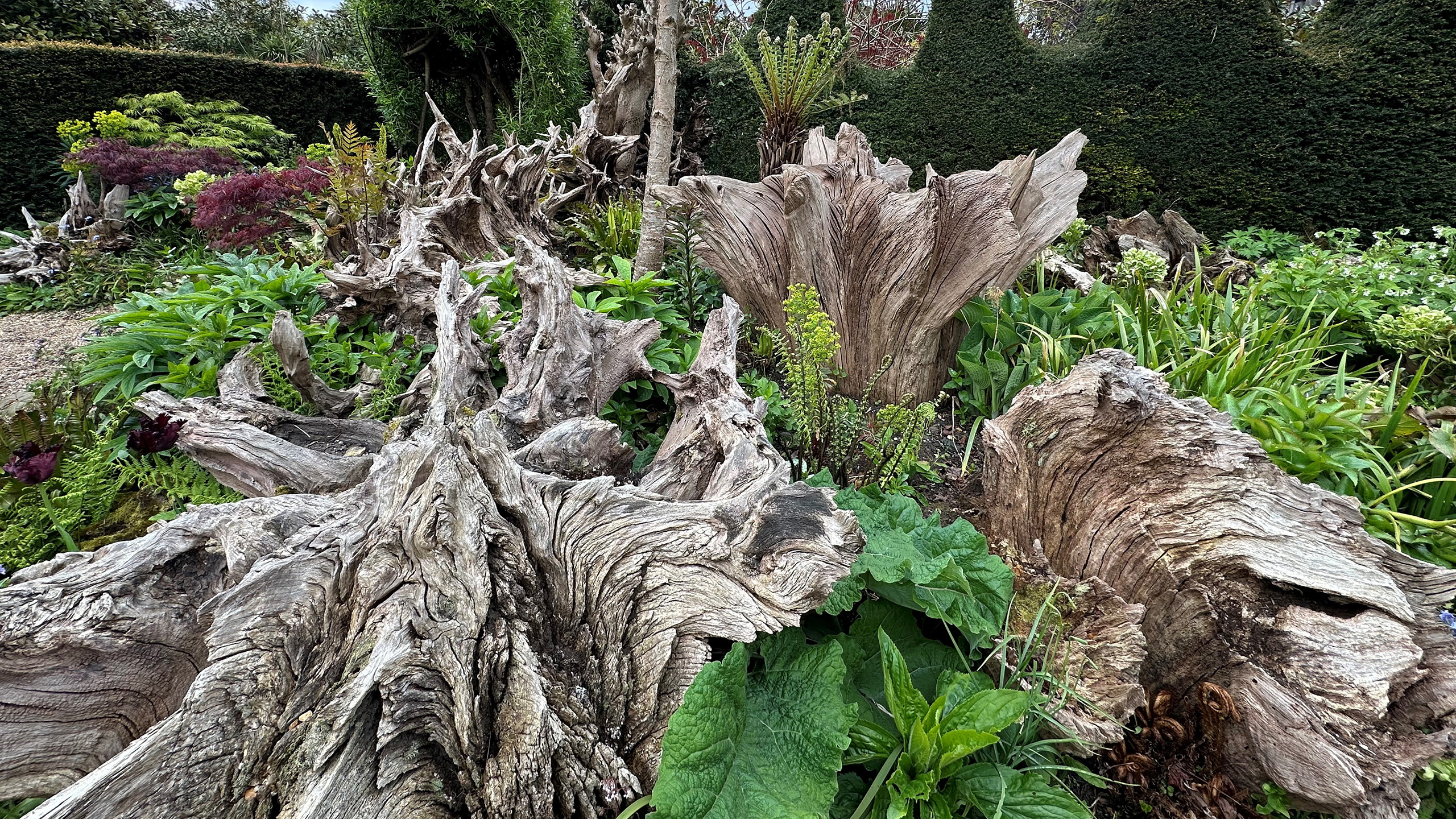 A tree stump surrounded by grasses and planting.