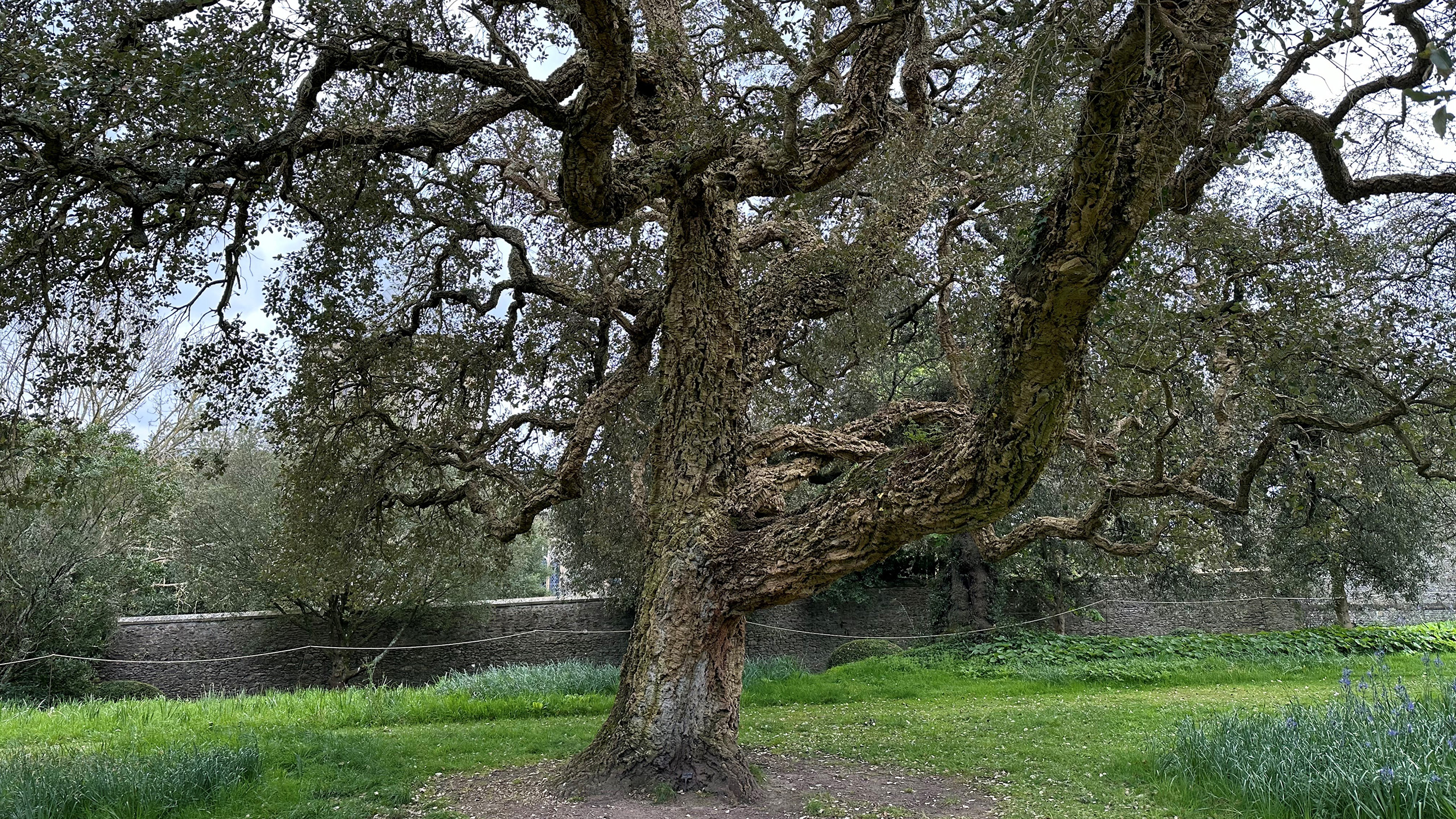 A large 270 year-old cork oak tree.