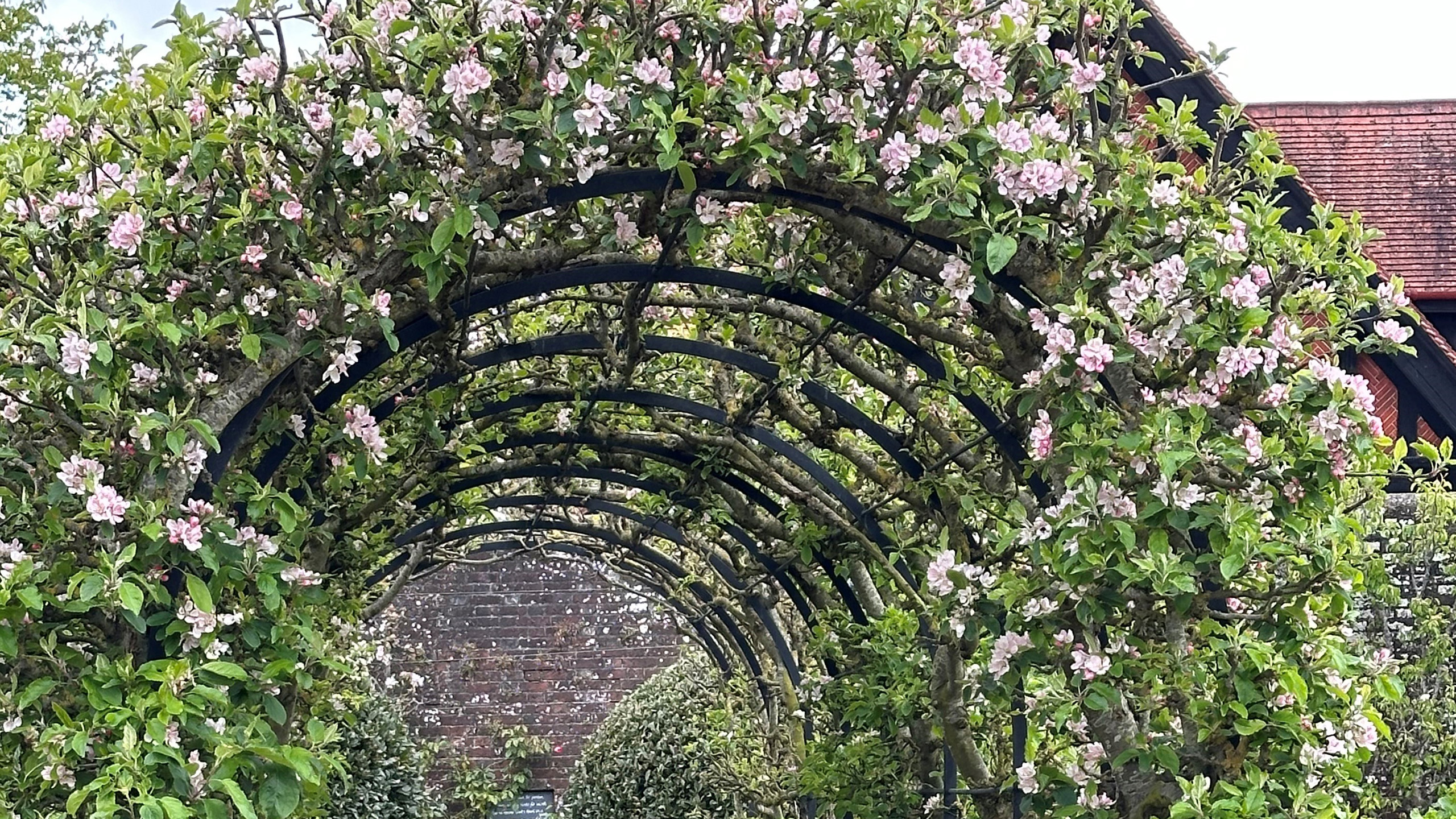 An arch of apple blossom.