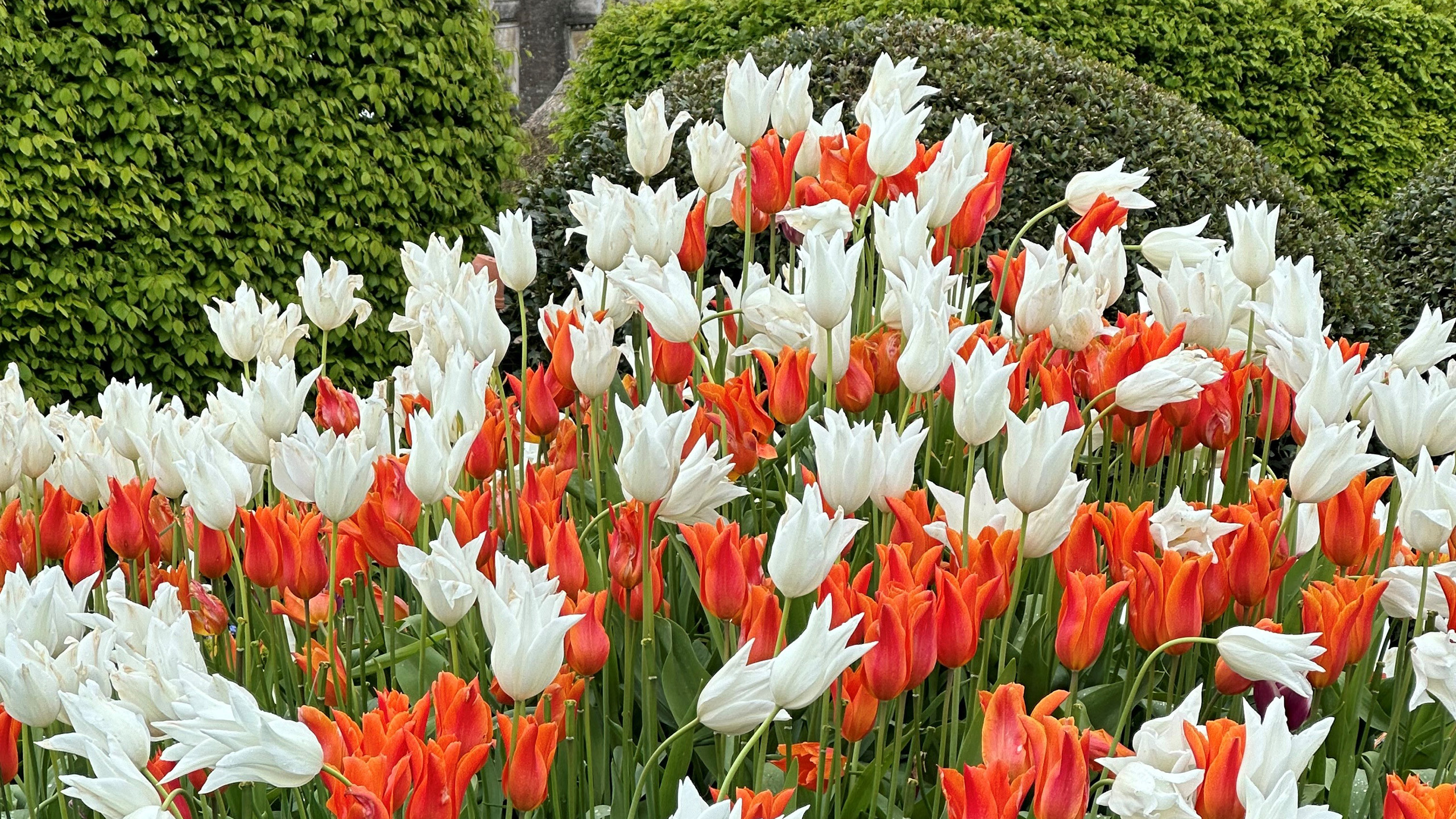 A close up of red and white tulips in a container.