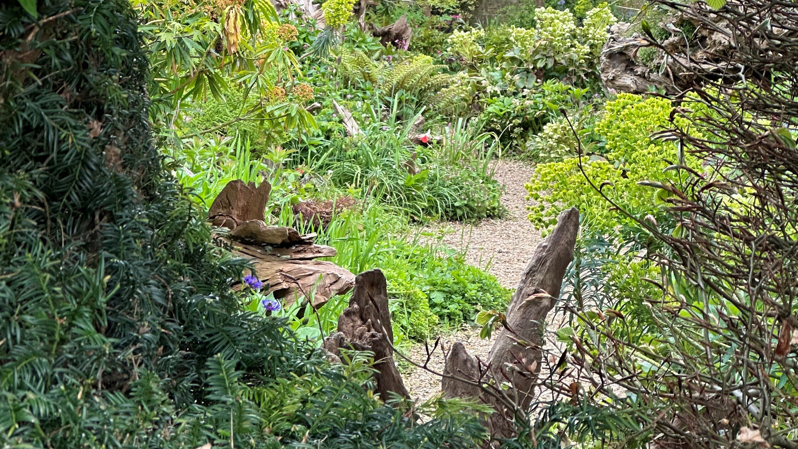 A circular 'window' cut in a yew hedge looking through to the Stumpery behind.