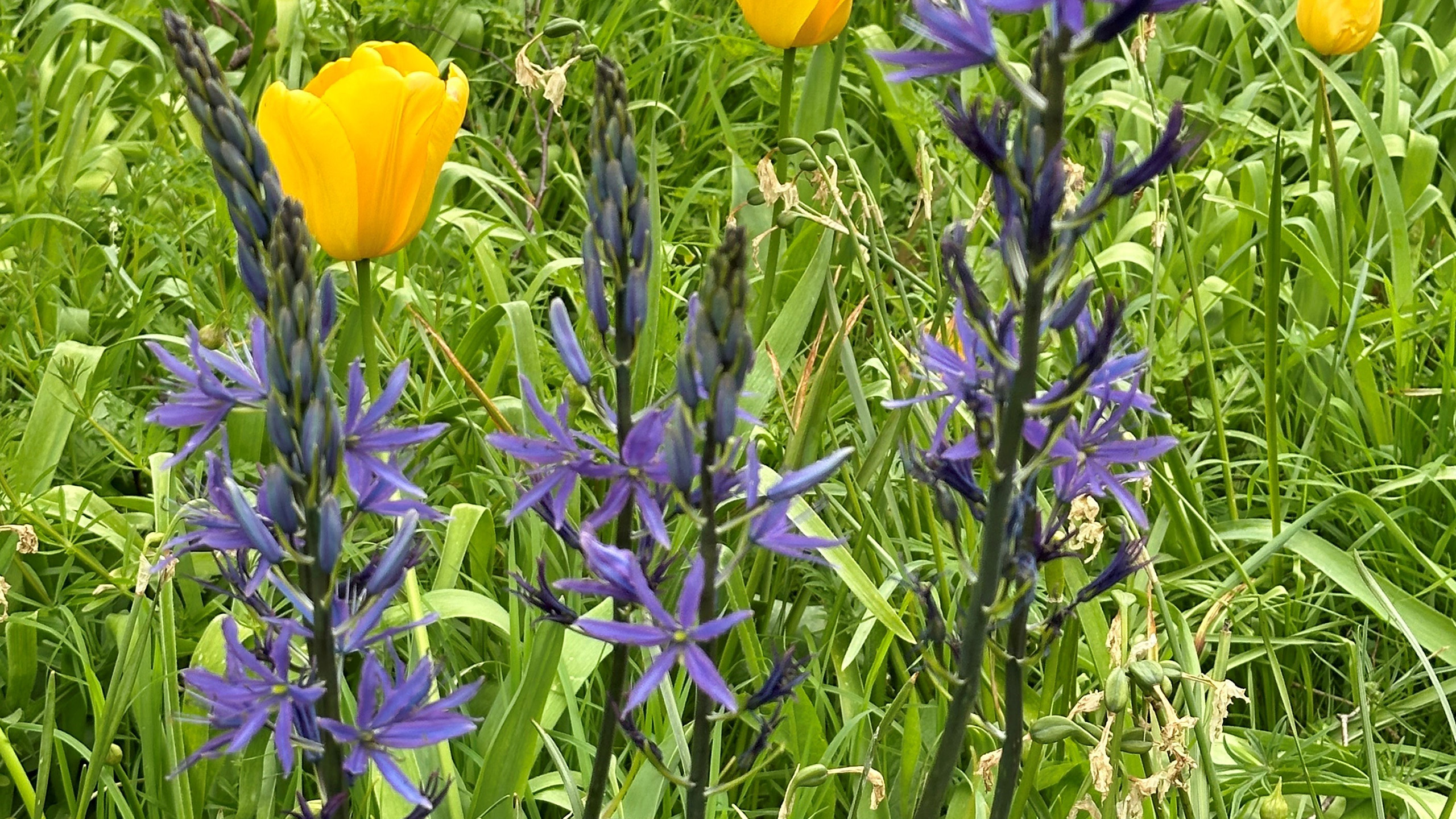 Blue camassias growing from the lawns.