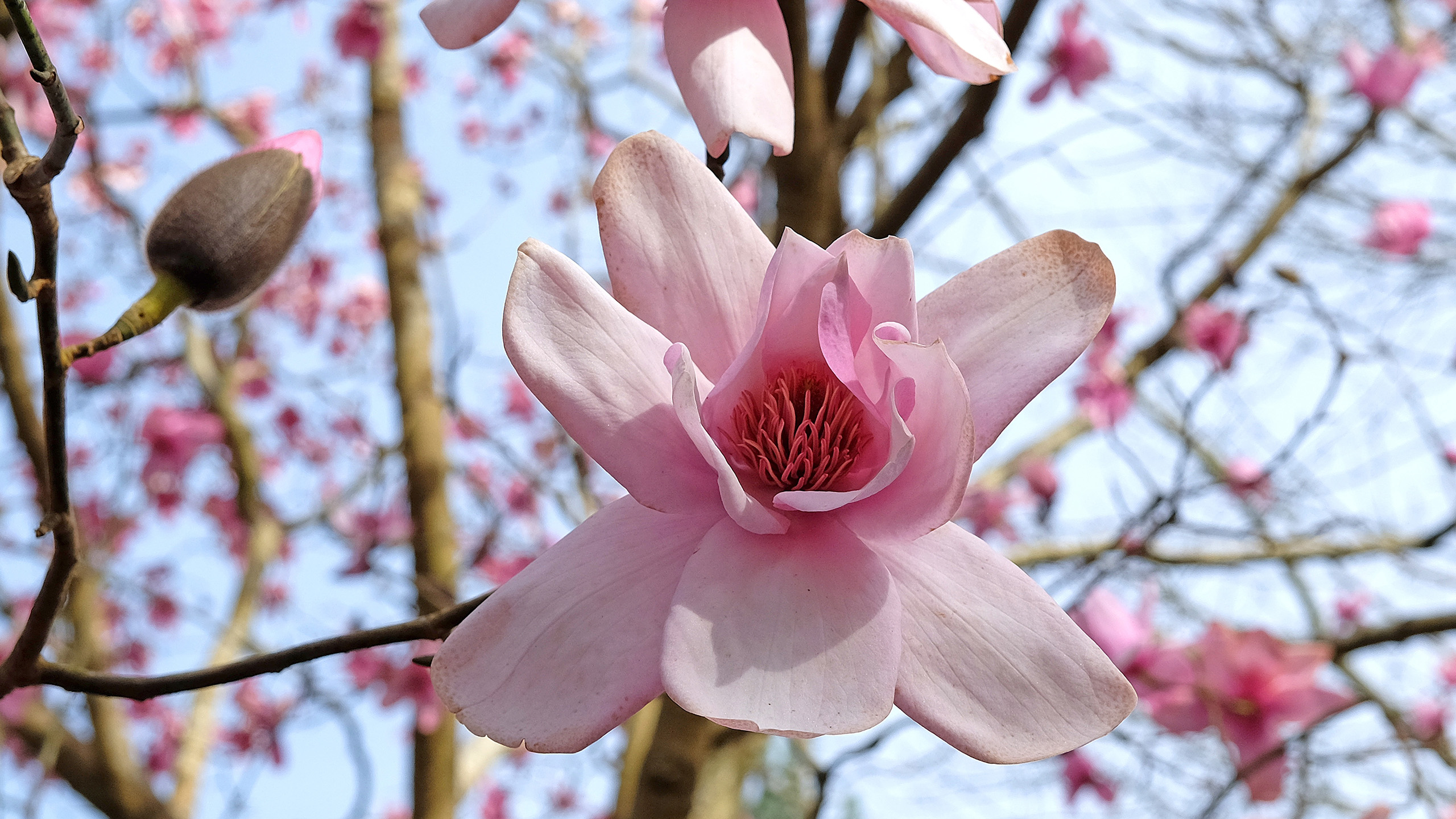 a close up of a large pale pink magnolia flower.