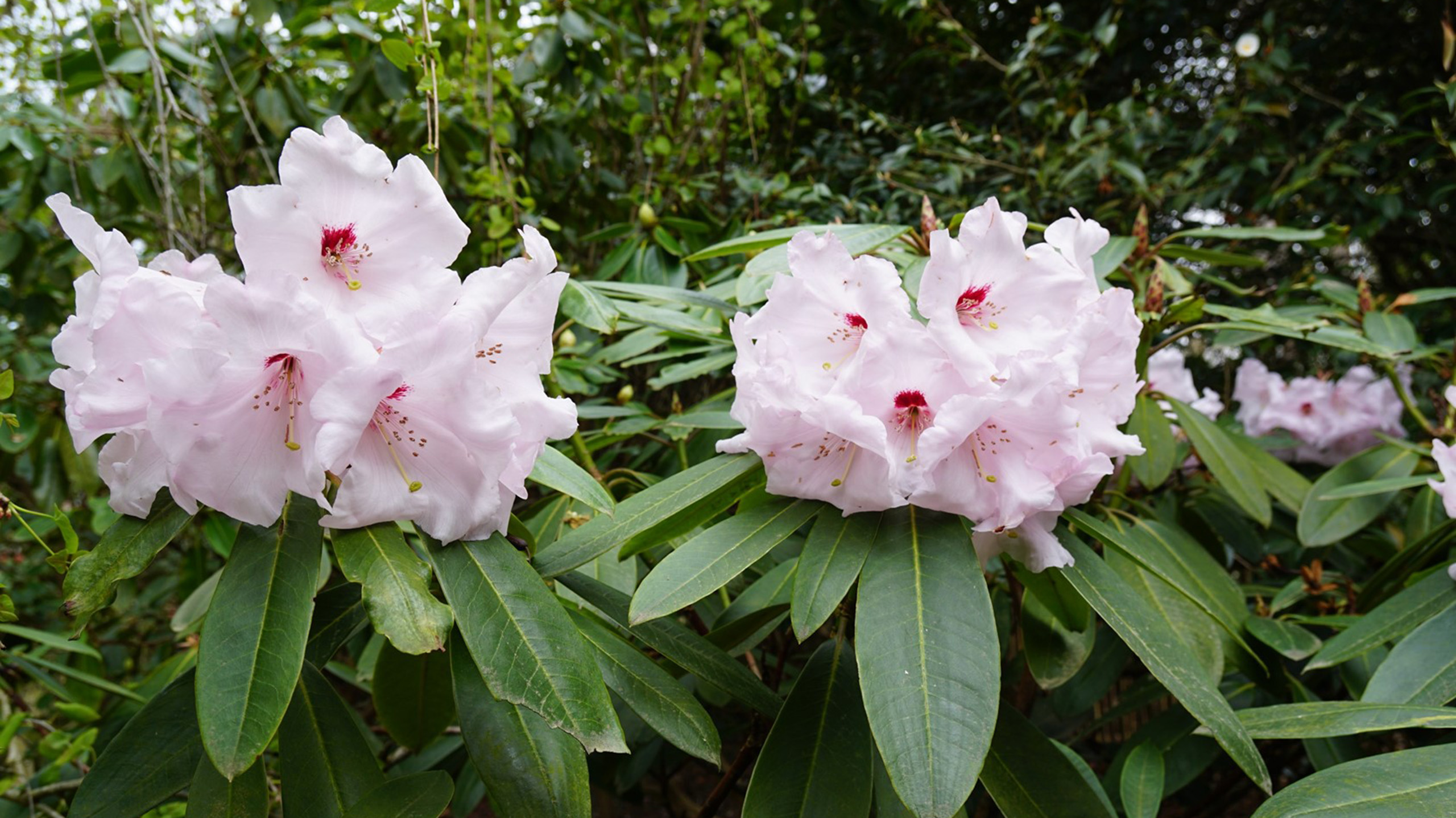 A close up of large white rhododendron flowers.