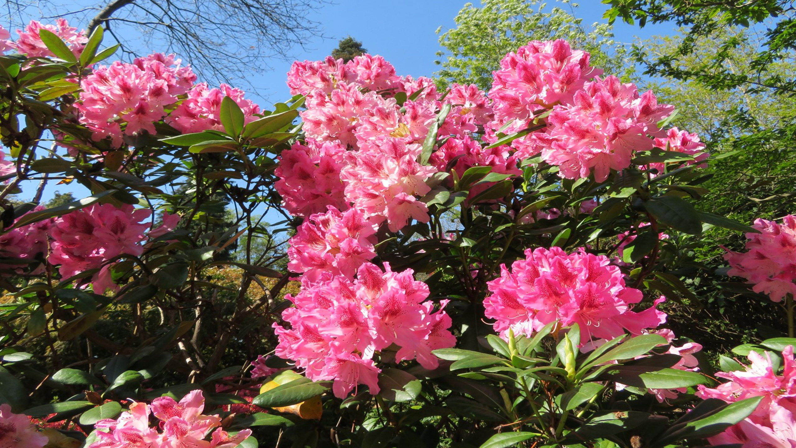 Pink rhododendron flowers growing on a shrub of green leaves with a blue sky behind.