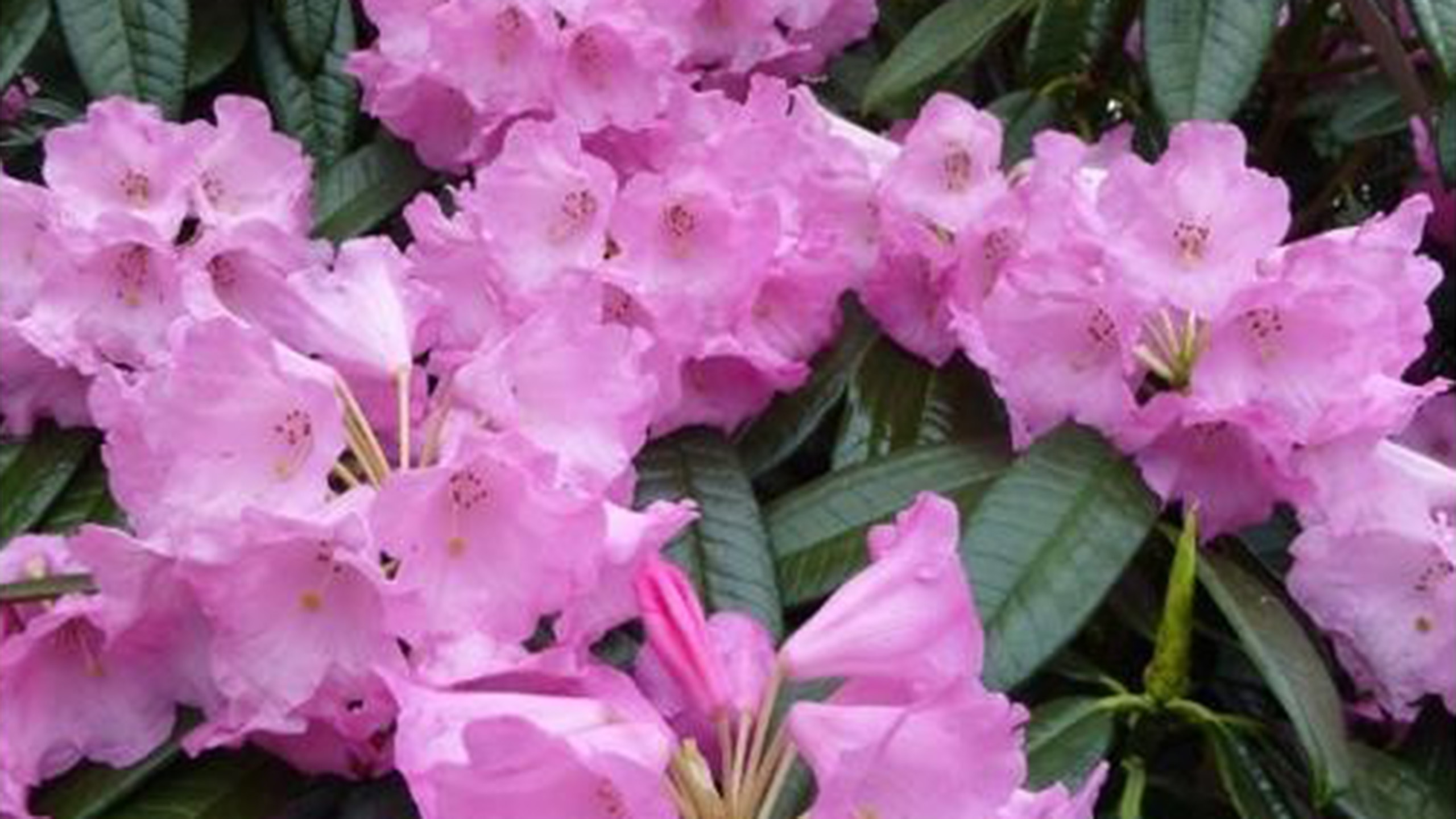 A close up of pale pink rhododendron flowers.