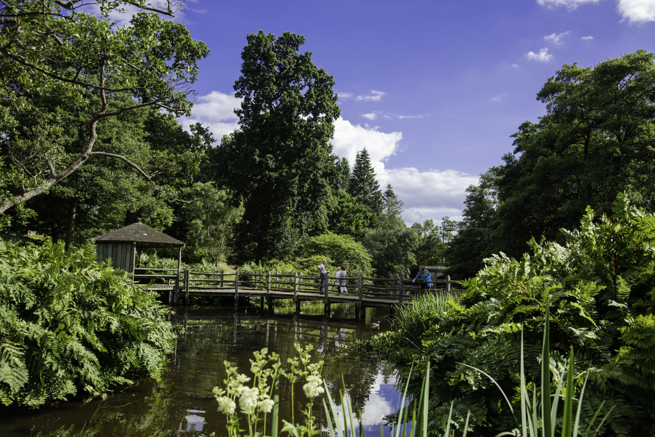 A wooden bridge in The Savill Garden stretches over water to a footpath surrounded by trees and green foliage.