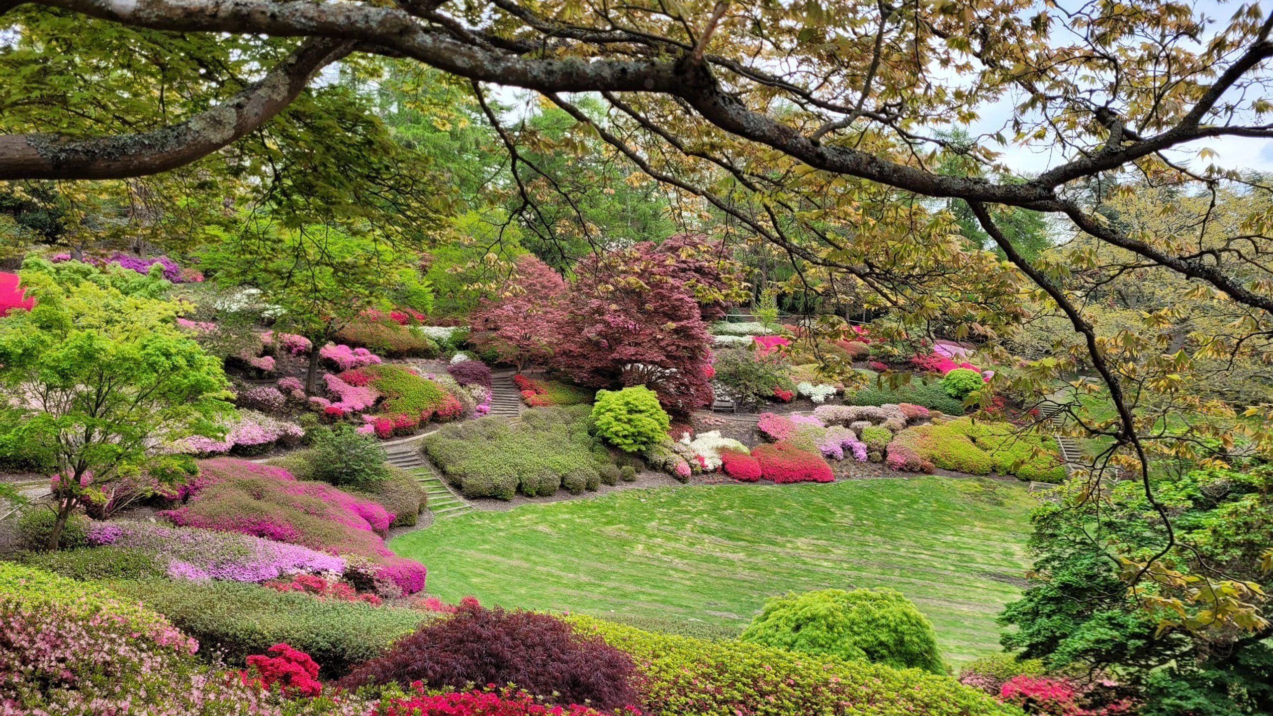 A view looking down to the Punchbowl, circled by colourful rhododendron and azaleas.