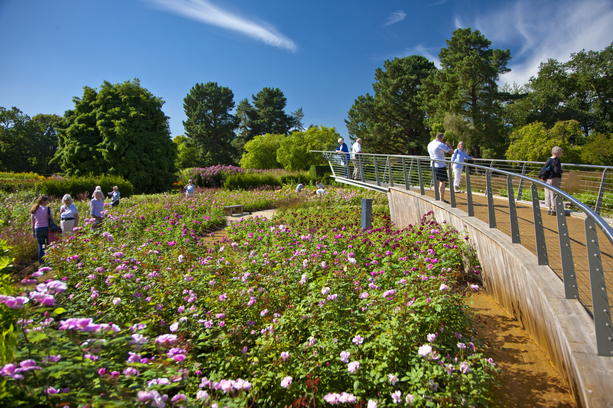 The Savill Garden Rose Garden in full bloom with people walking through and looking out from the viewing platform.