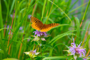 Bordered fritillary butterfly on purple flower in garden.