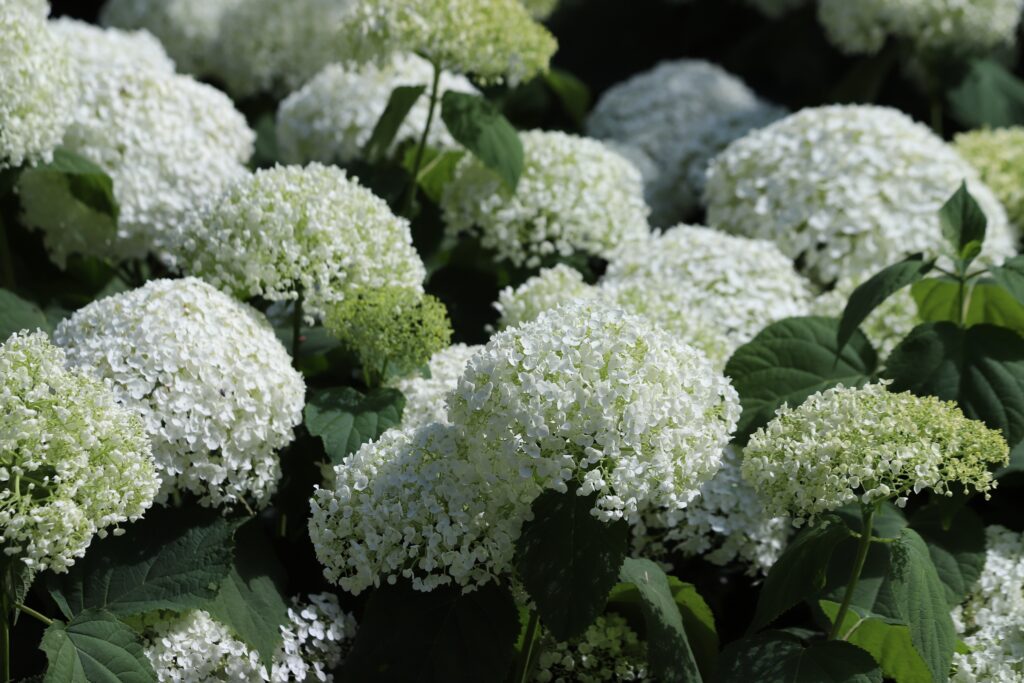Several clusters of small white flowers shaped into balls.