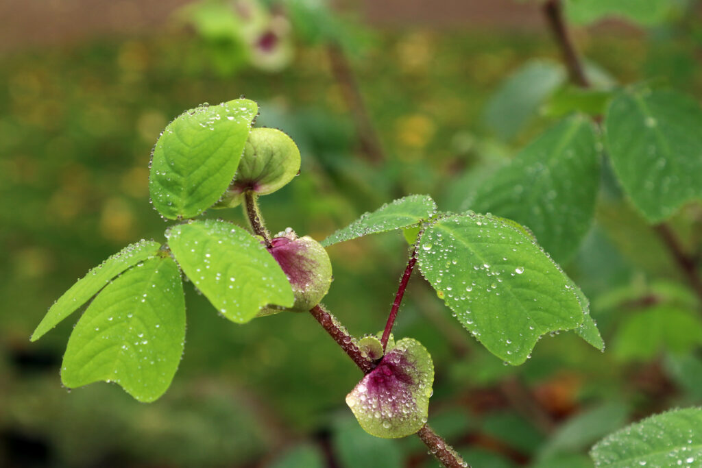 Green heart-shaped leaves growing from a stem.